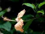 Hibiscus rosa-sinensis Malvaceae