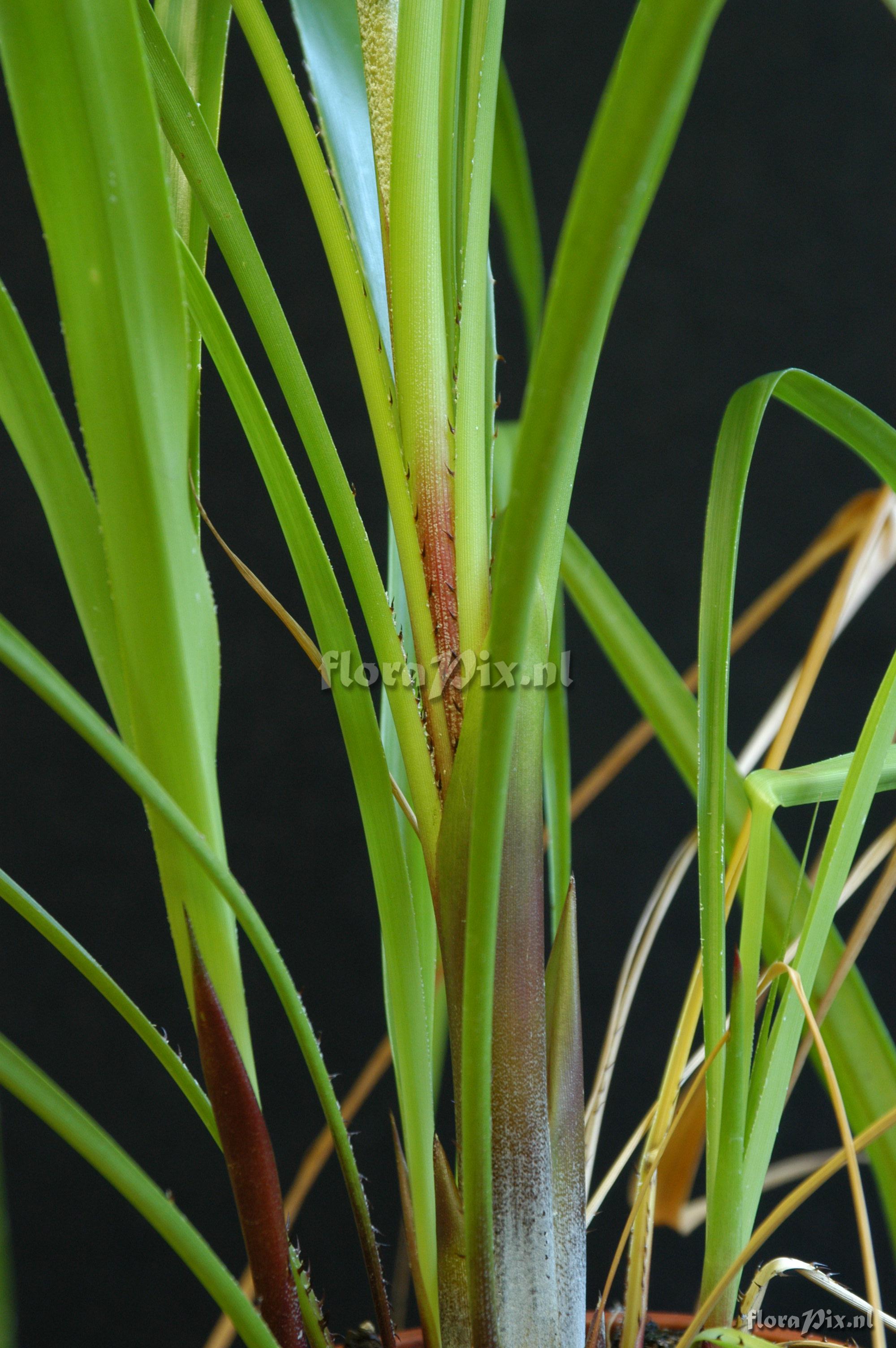 Pitcairnia tarapotensis