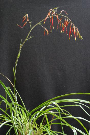 Pitcairnia villetaensis