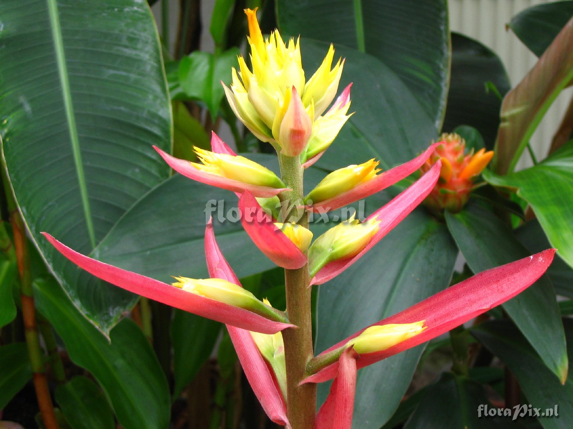 Aechmea aquilega