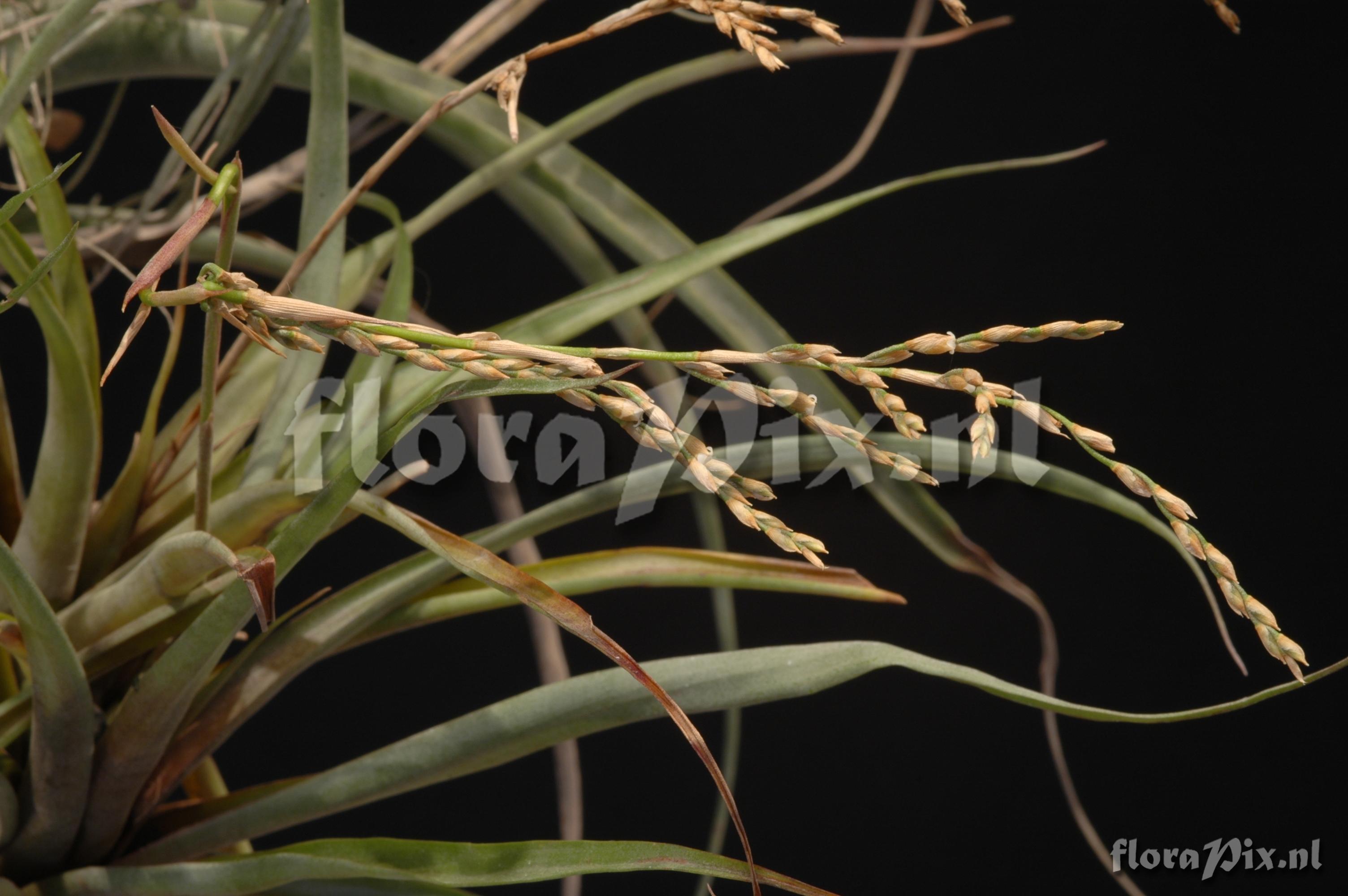 Racinaea pugiformis 2006GR00218