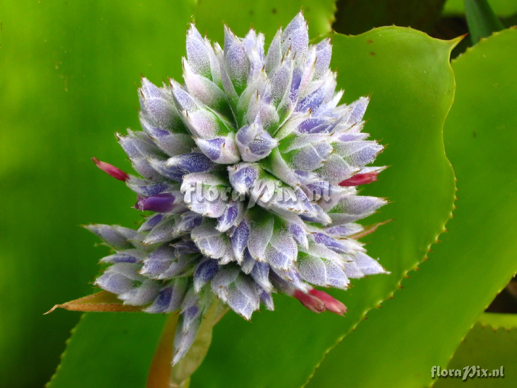 Aechmea serrata