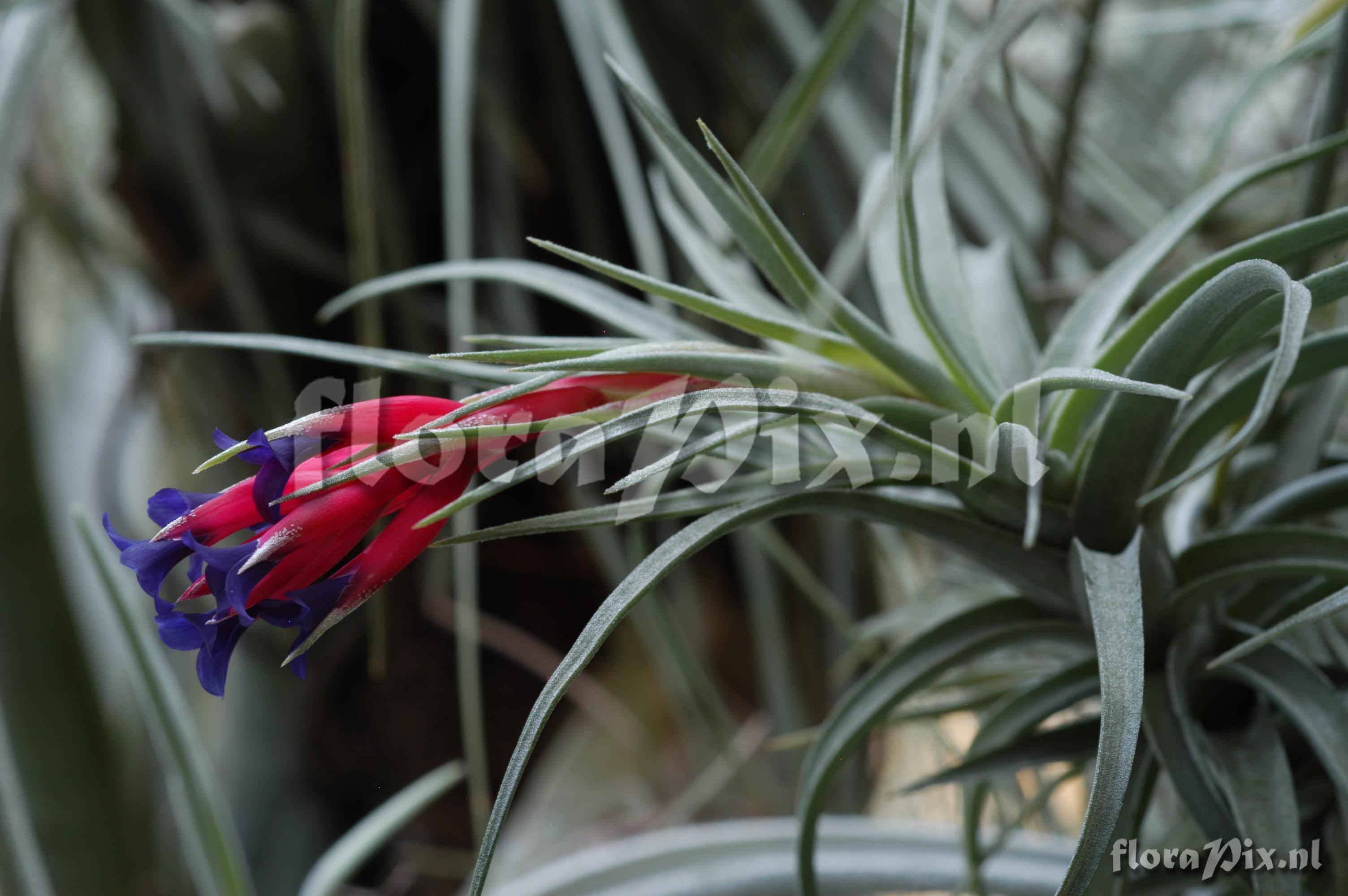 Tillandsia aeranthos