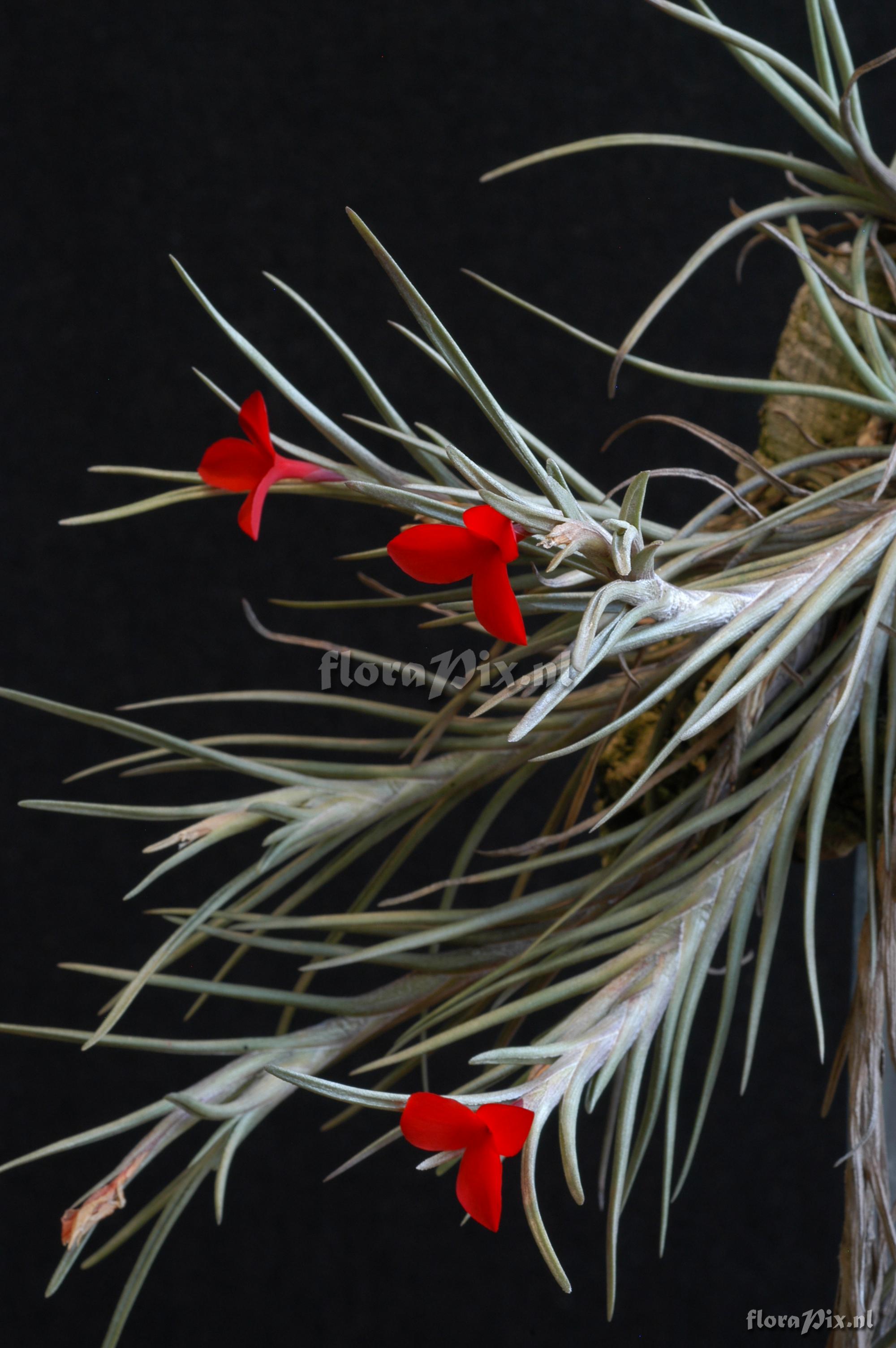 Tillandsia albertiana