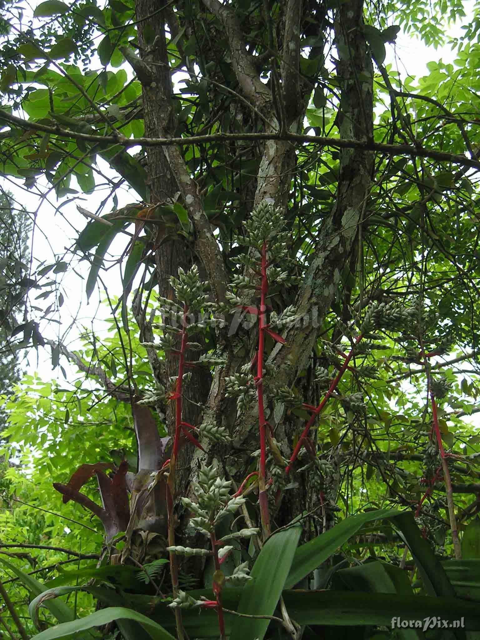 Aechmea pubescens