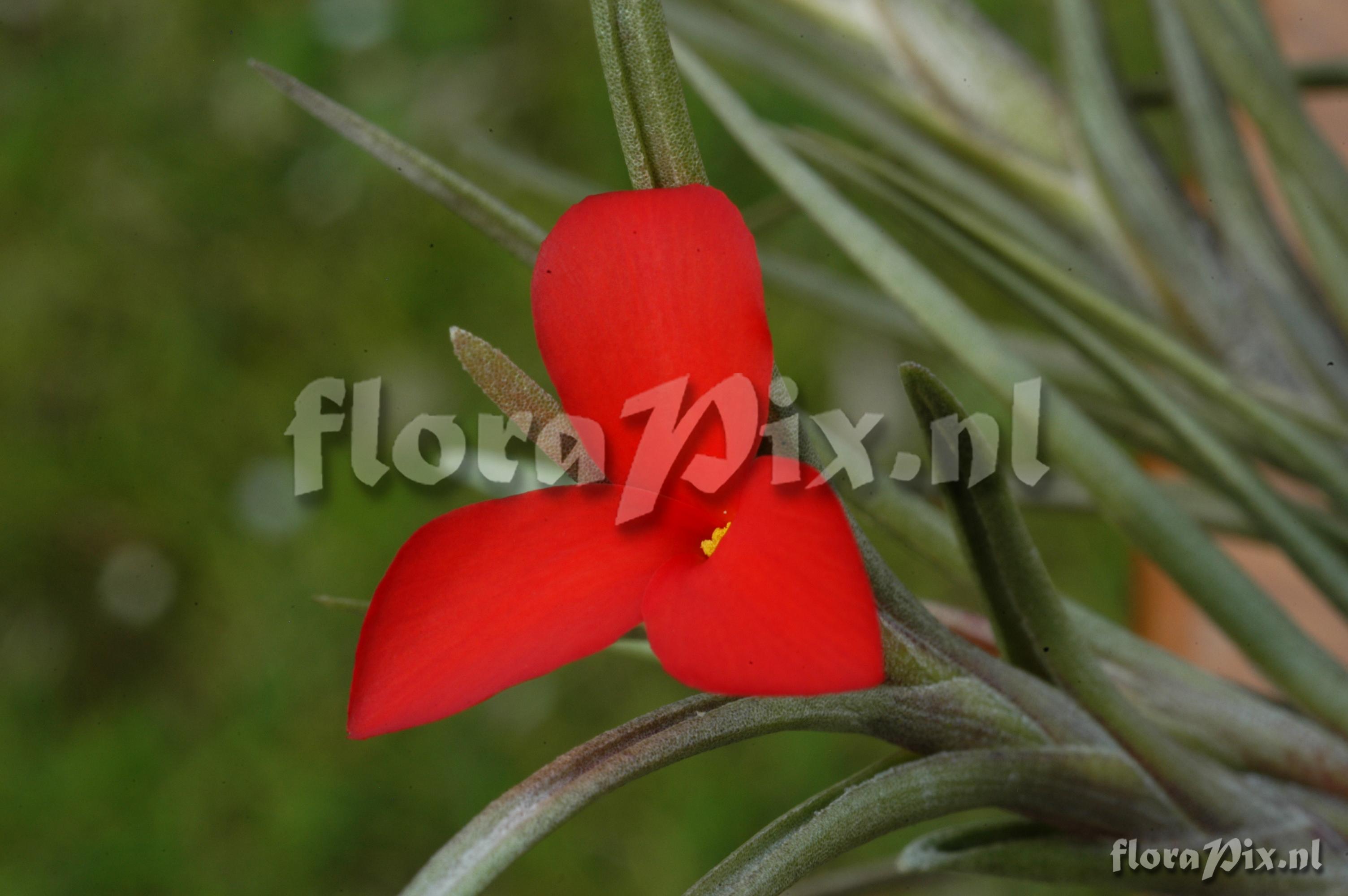 Tillandsia albertiana