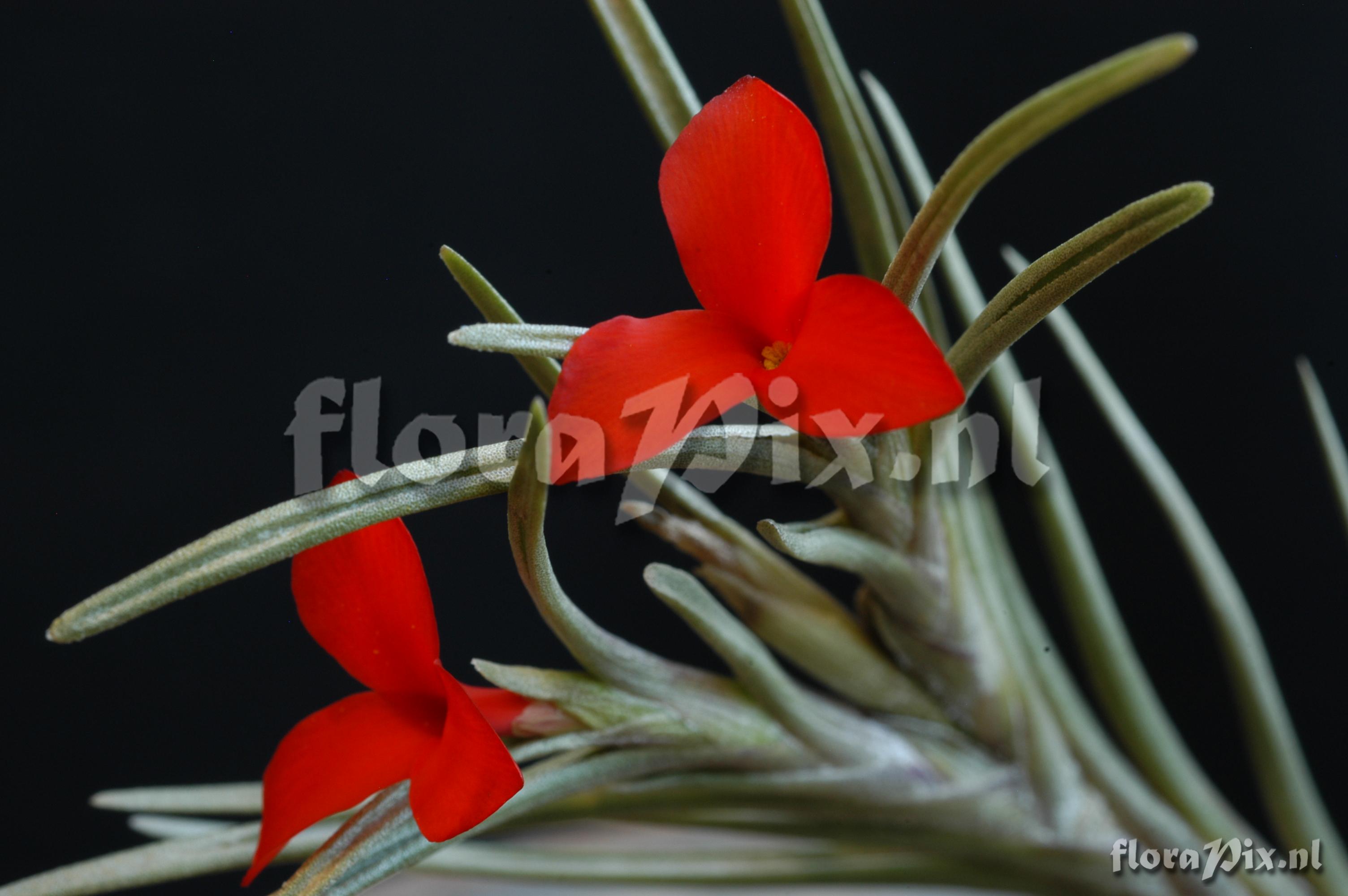 Tillandsia albertiana