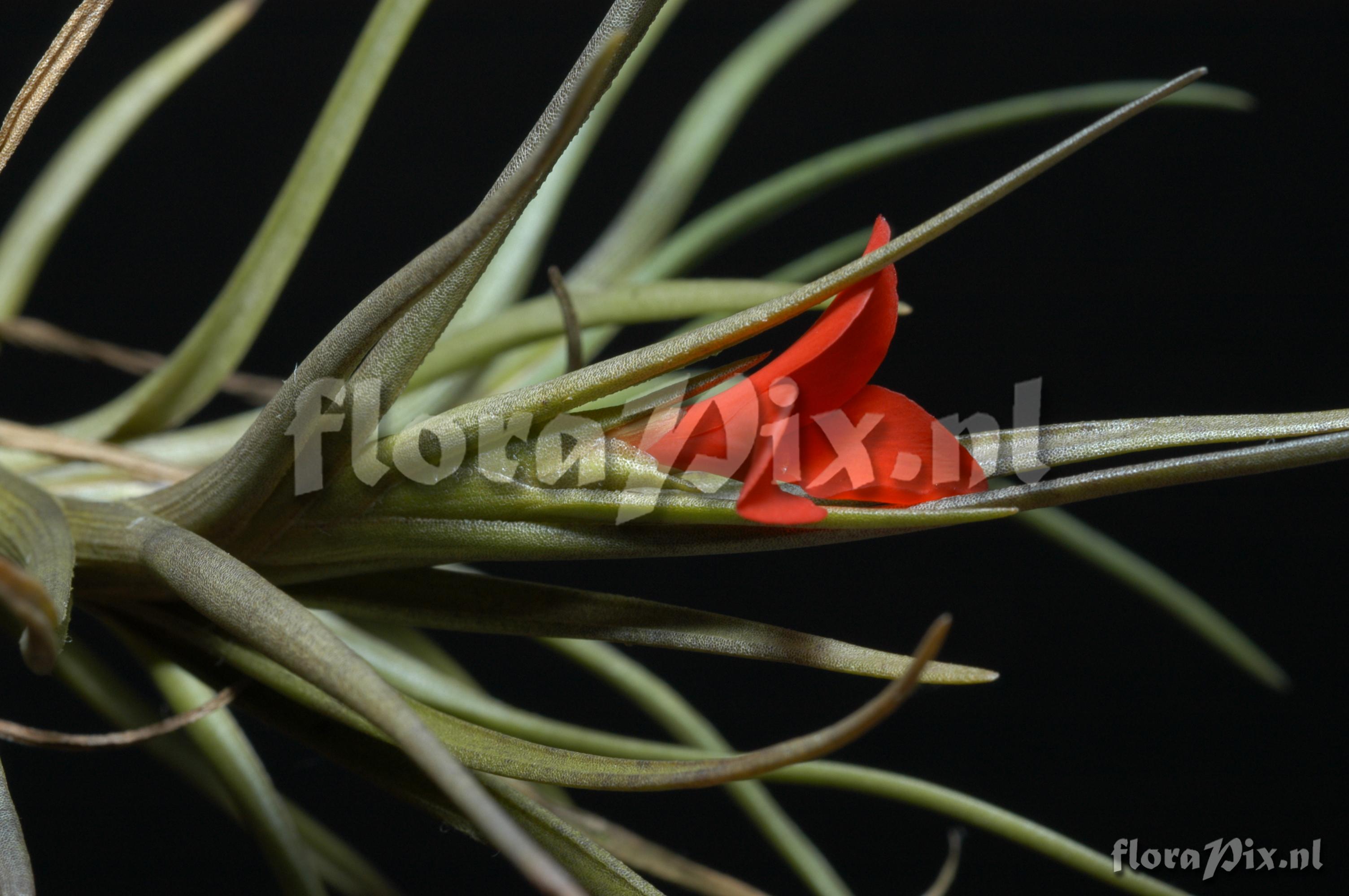 Tillandsia albertiana