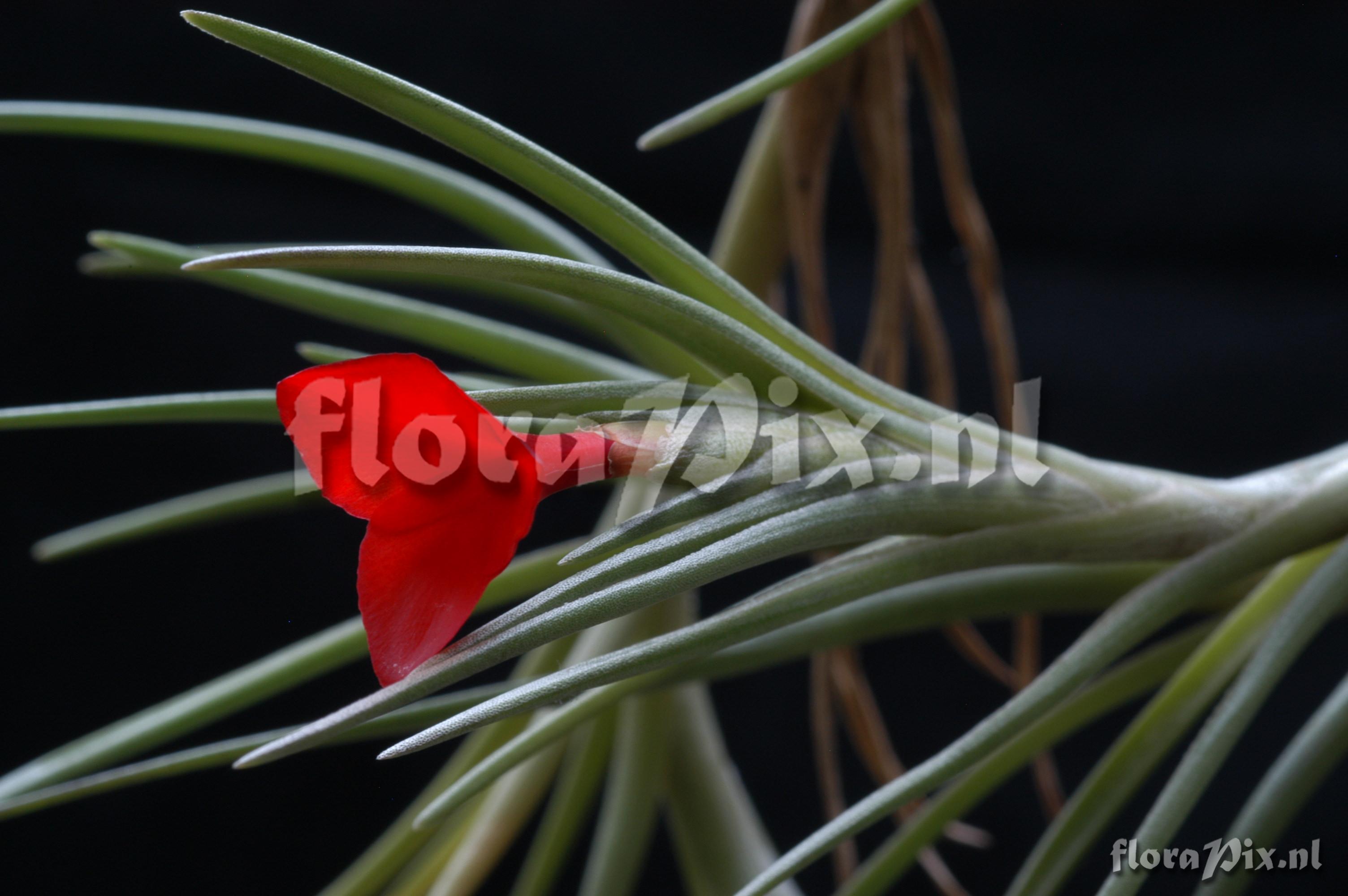 Tillandsia albertiana