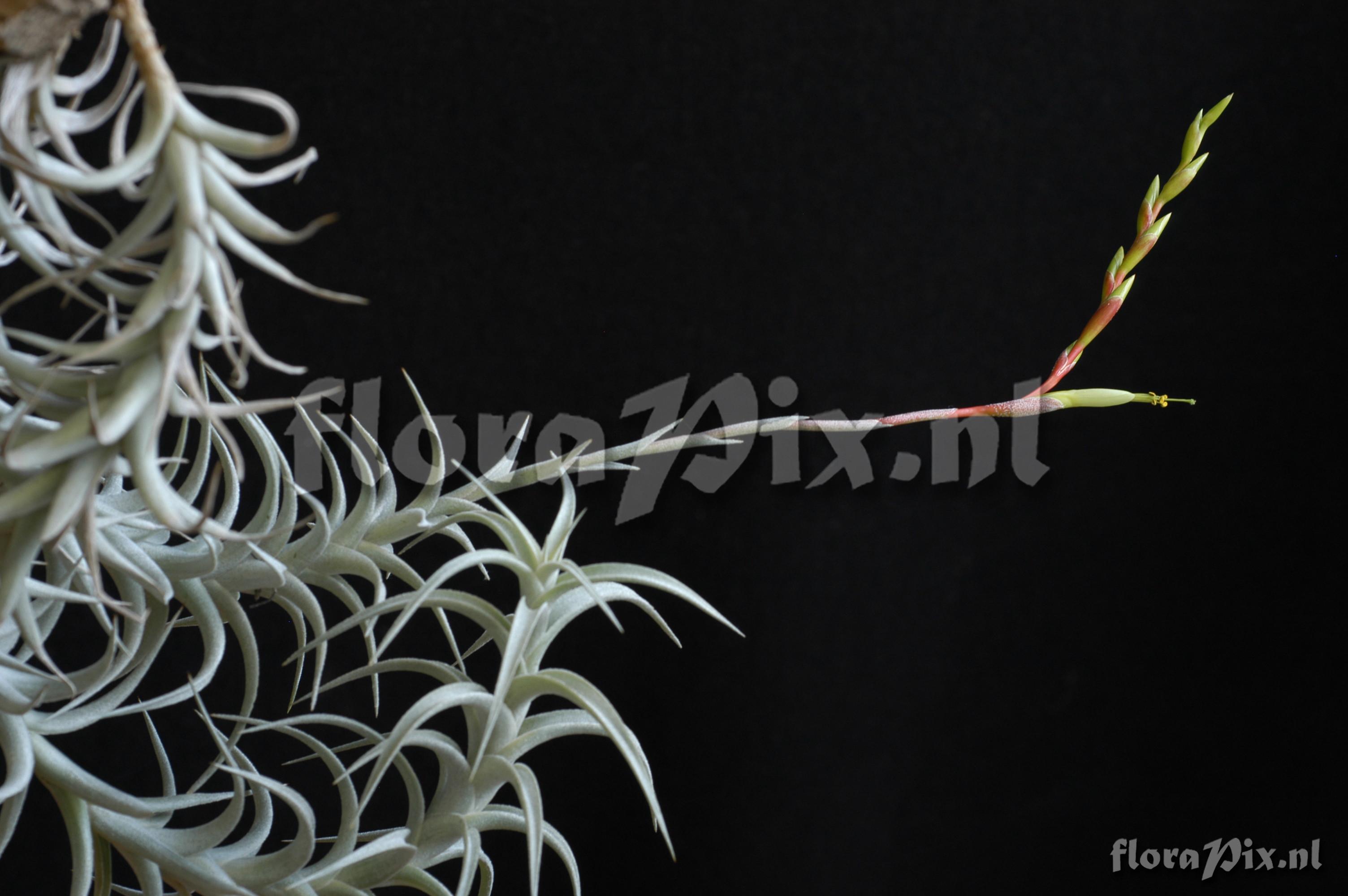 Tillandsia albida