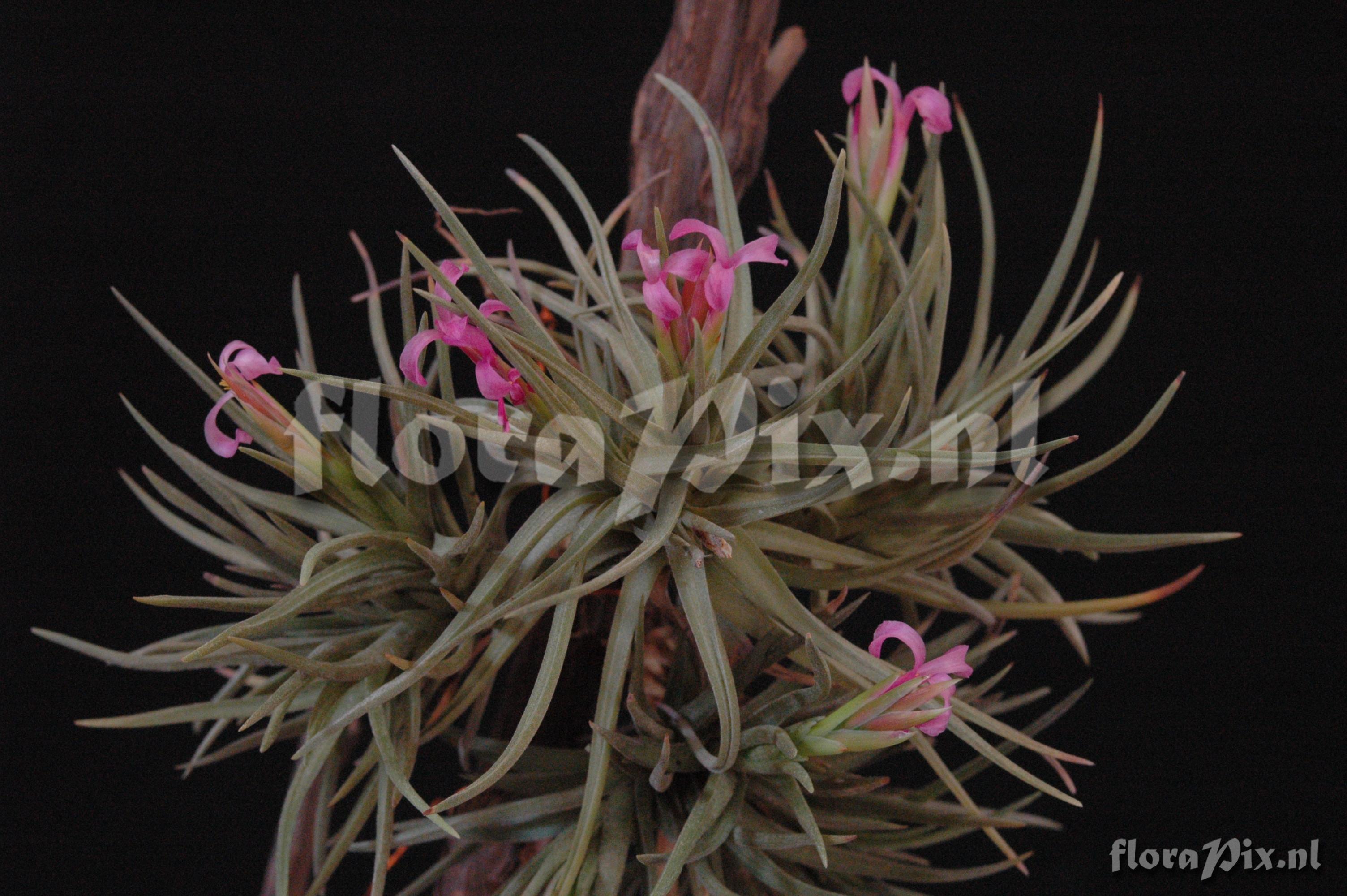 Tillandsia tenuifolia