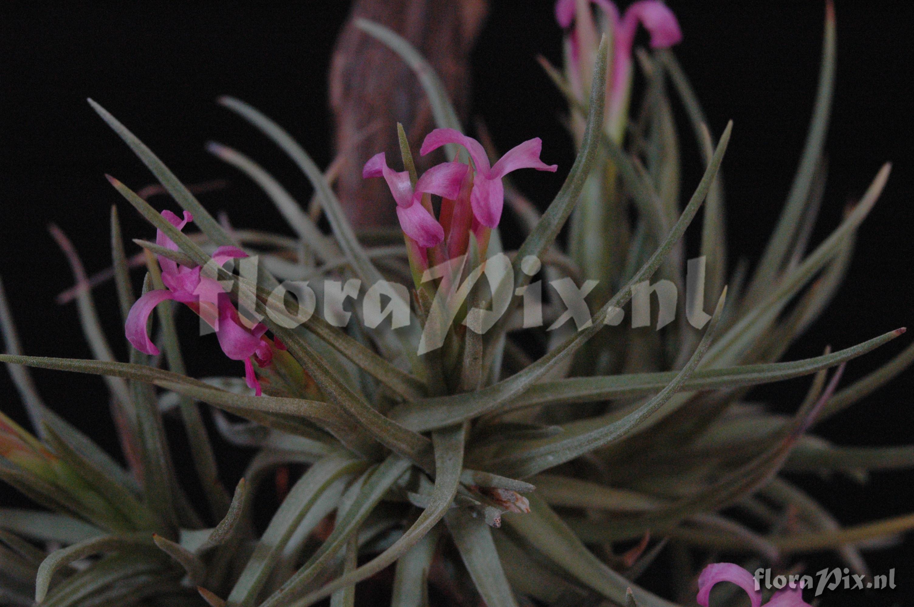 Tillandsia duratii