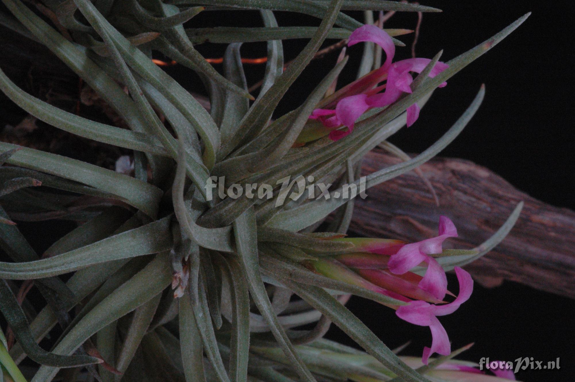 Tillandsia tenuifolia