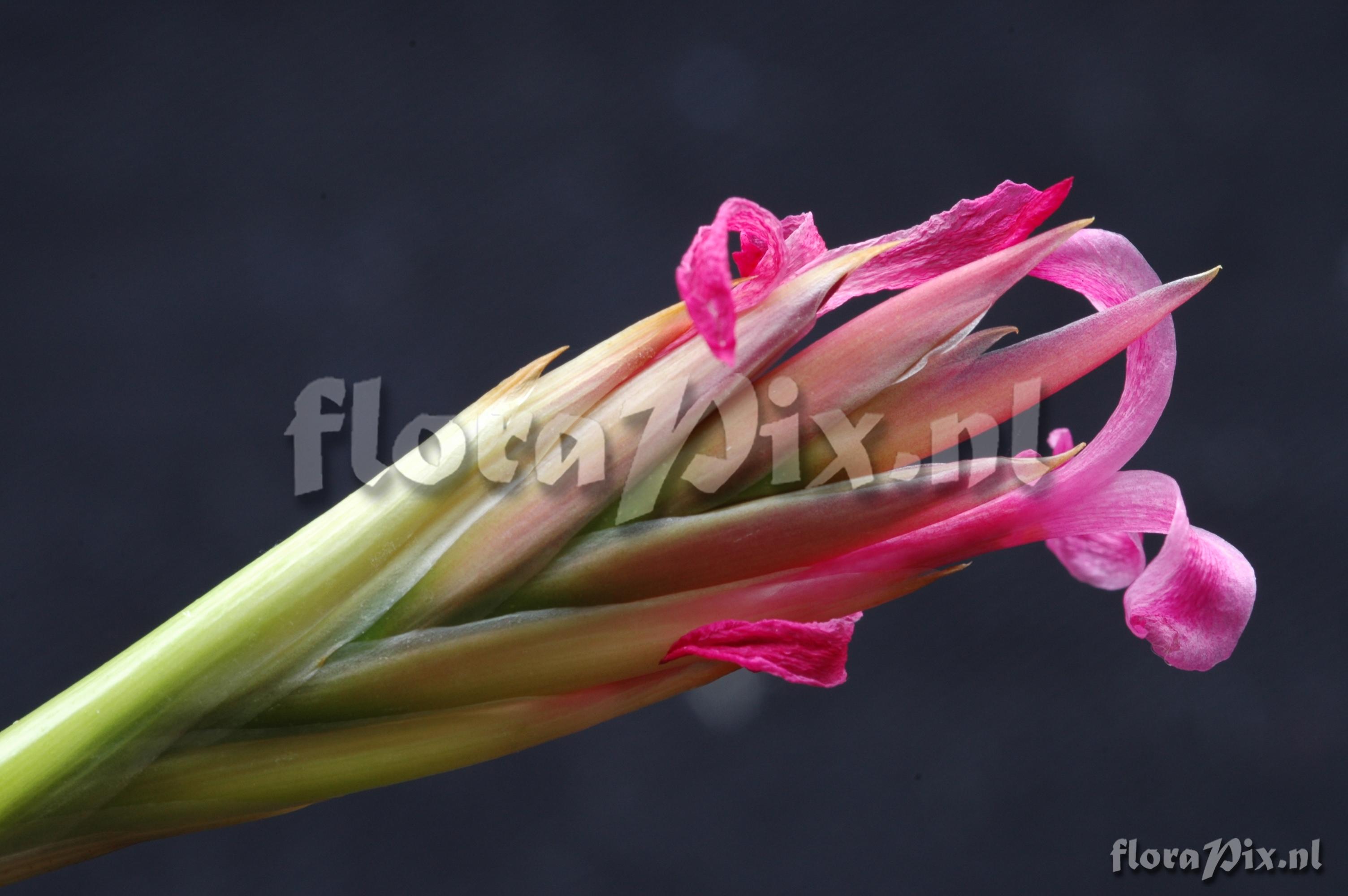 Tillandsia tenuifolia