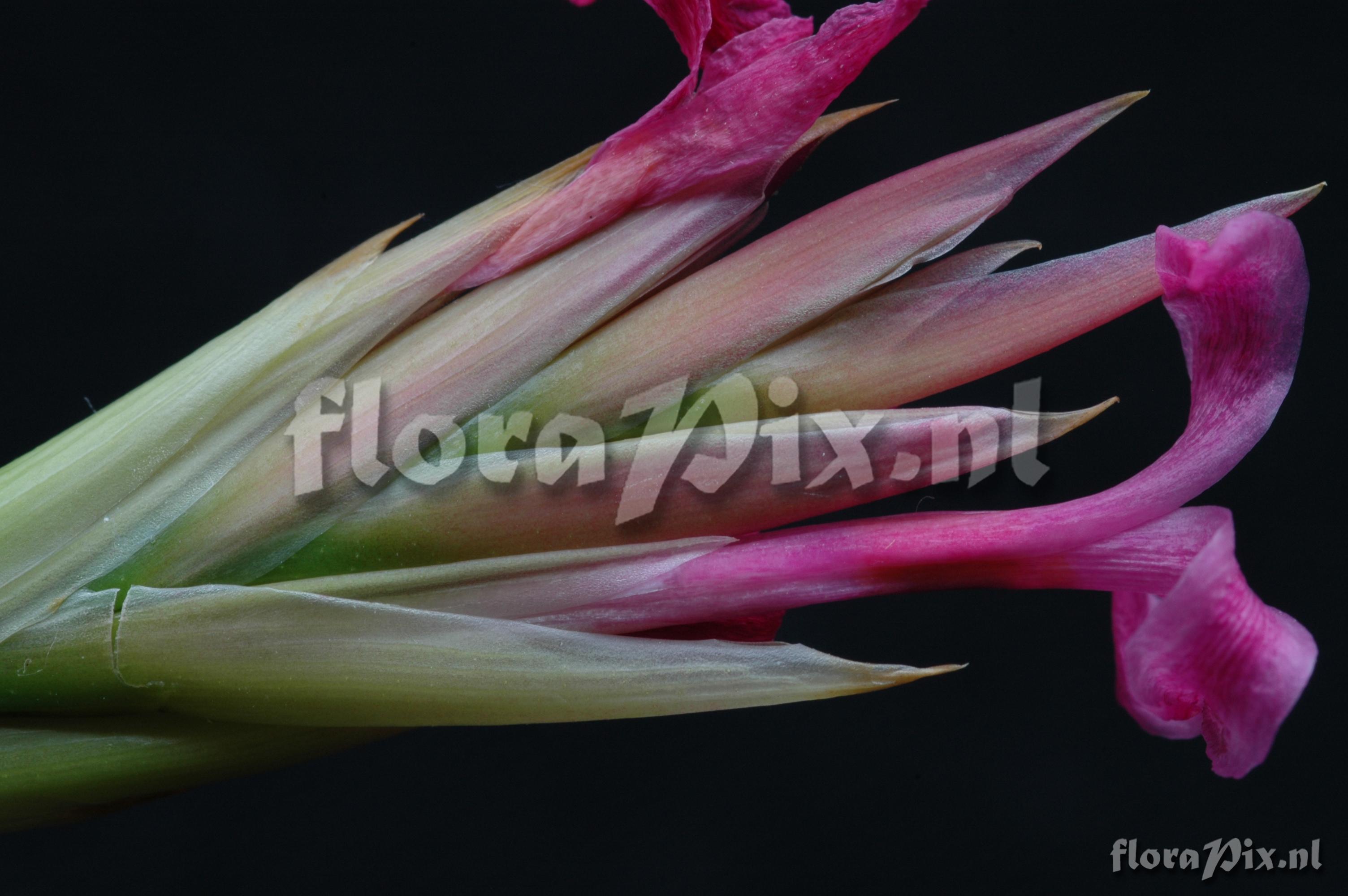 Tillandsia argentina