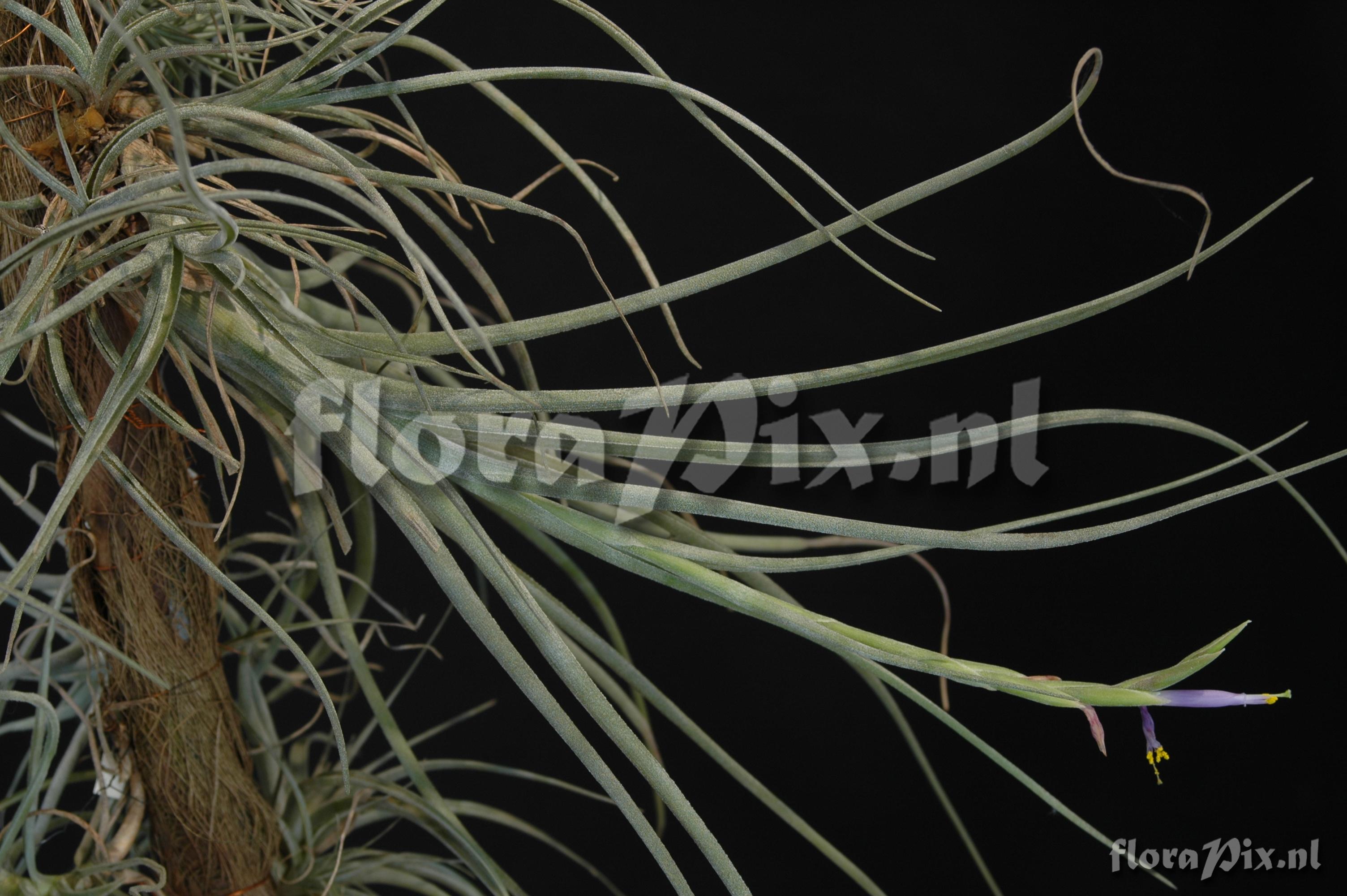 Tillandsia baileyi