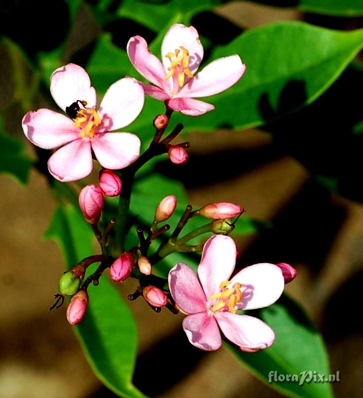 Jatropha sp.