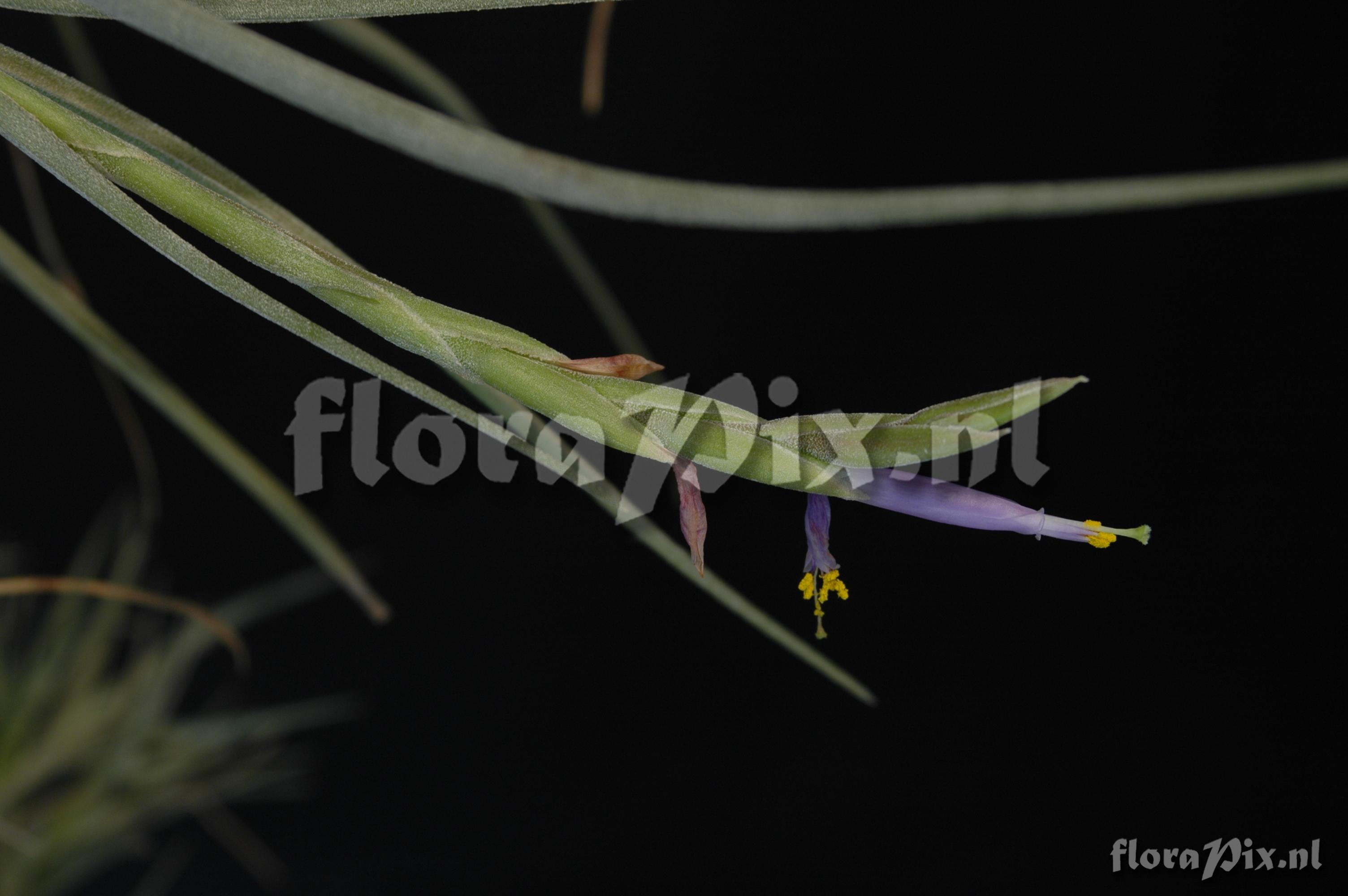 Tillandsia baileyi