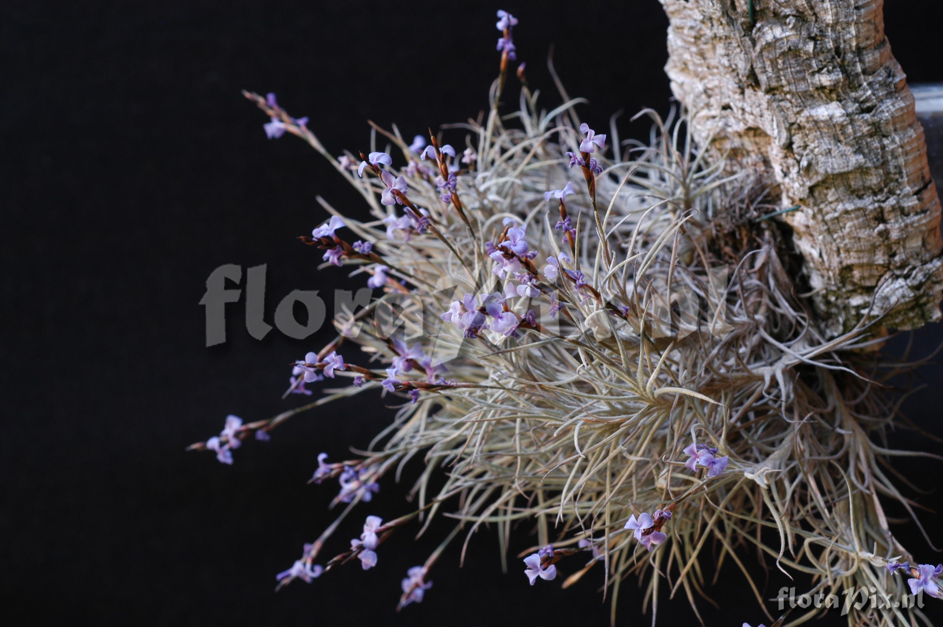 Tillandsia bandensis