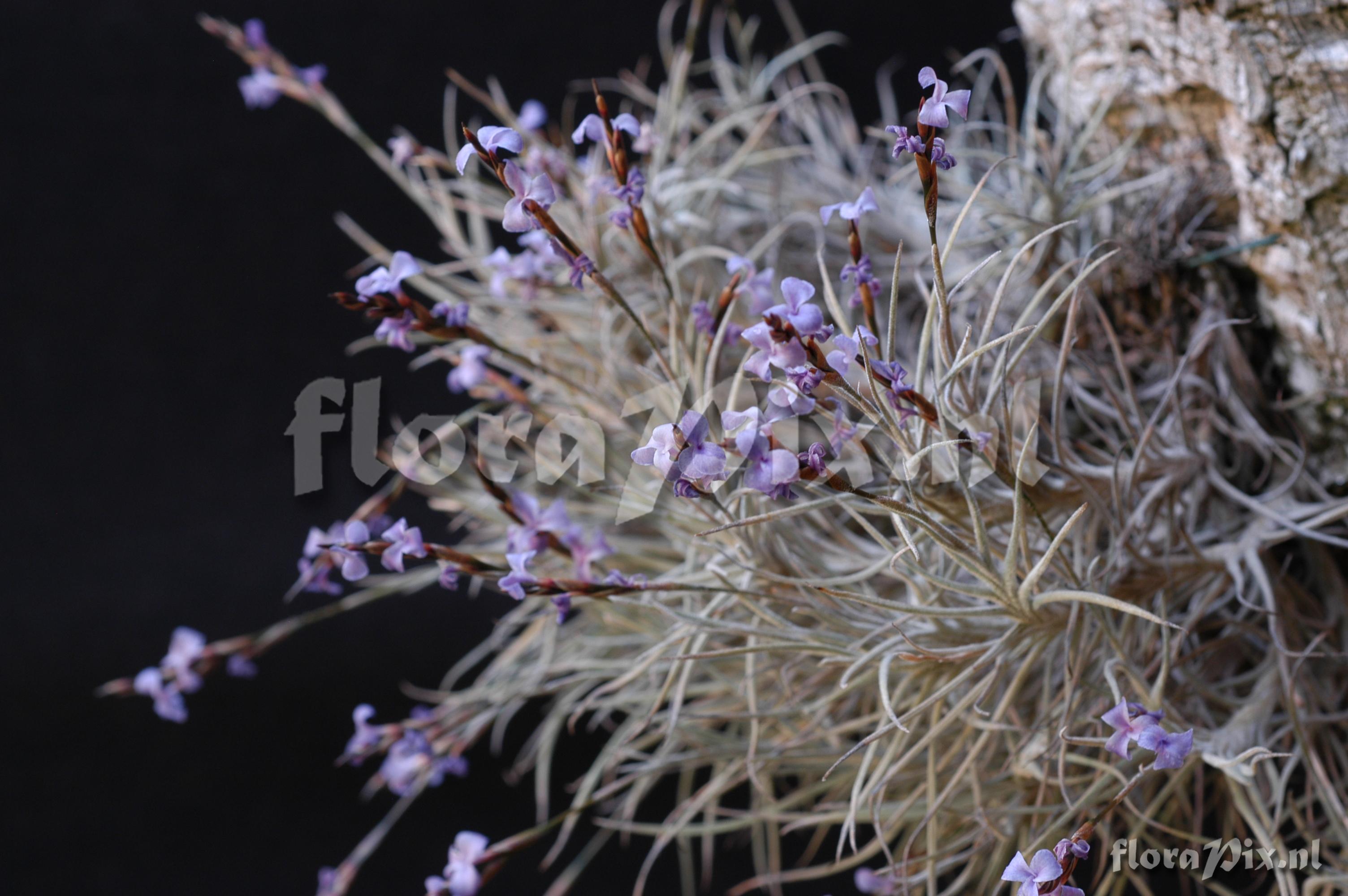 Tillandsia bandensis