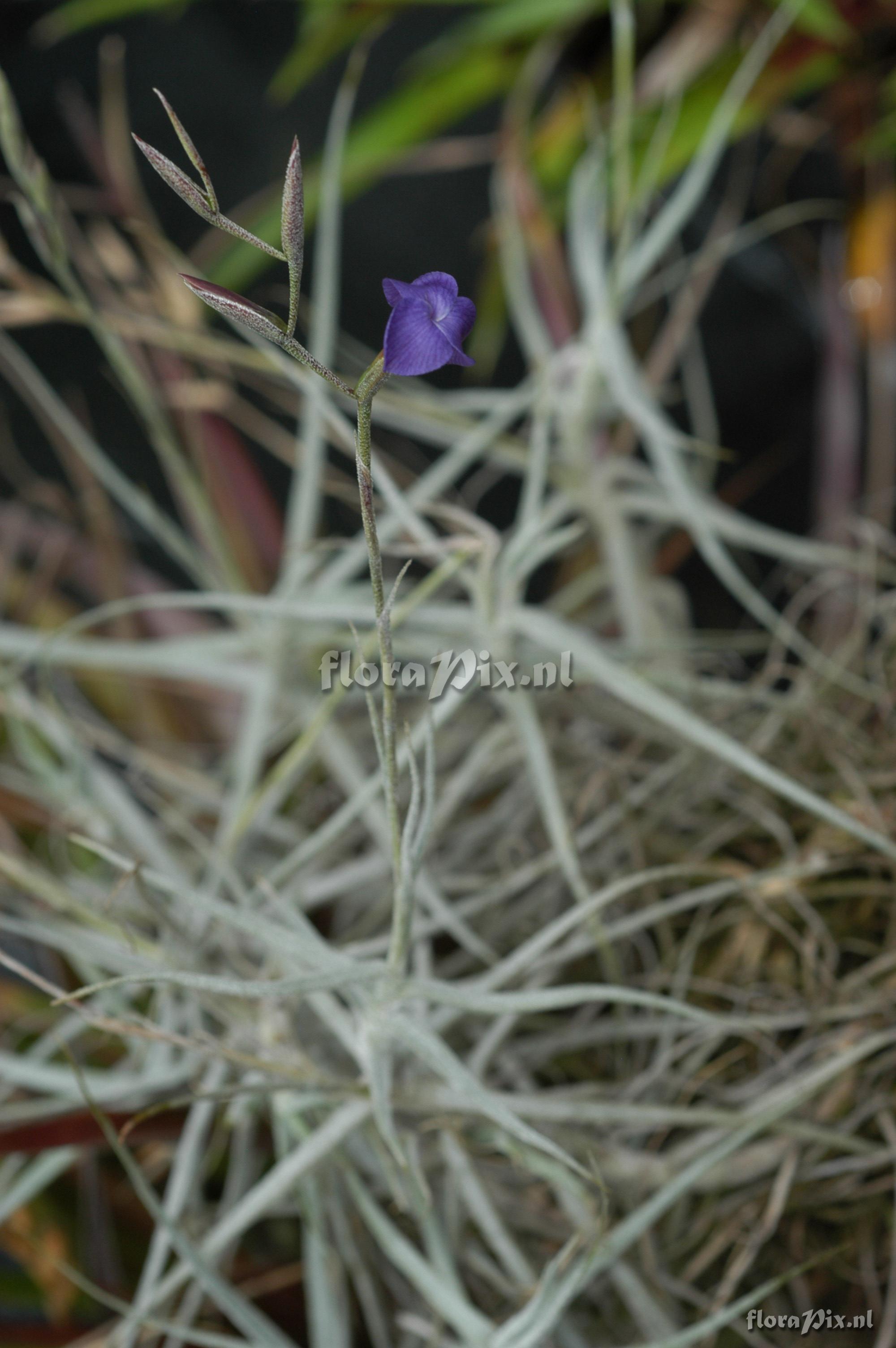 Tillandsia caerulea