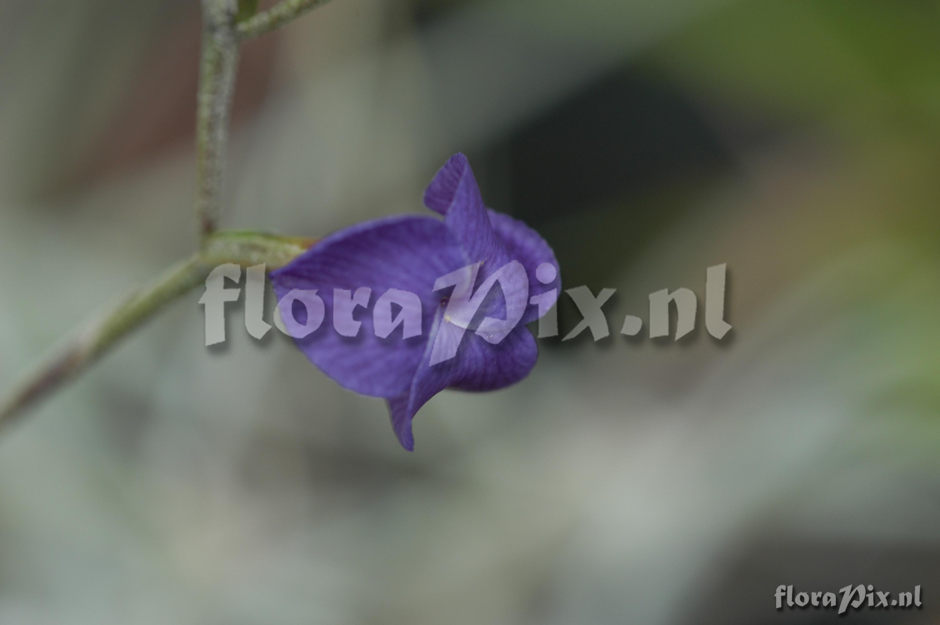 Tillandsia caerulea