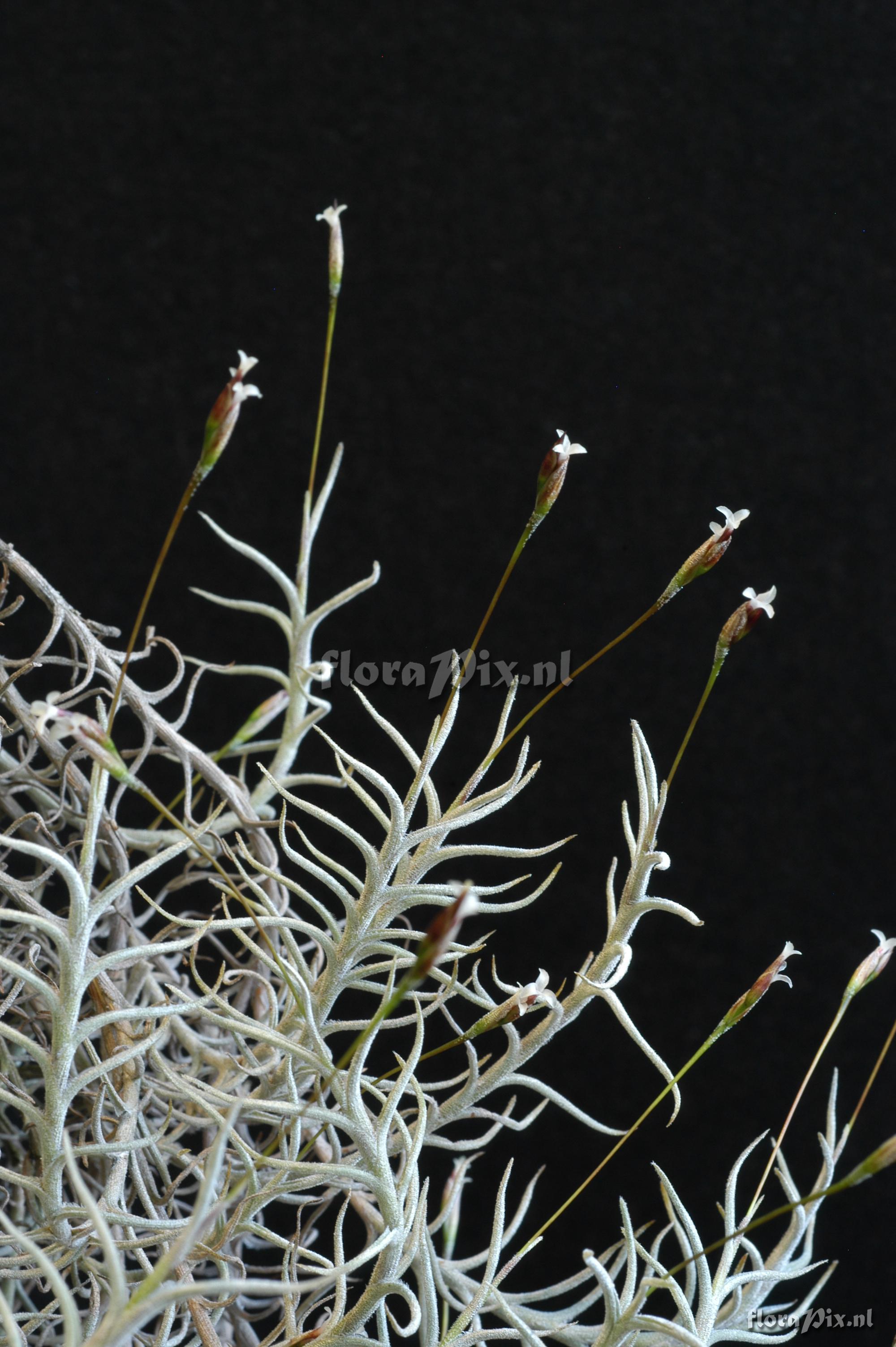 Tillandsia capillaris