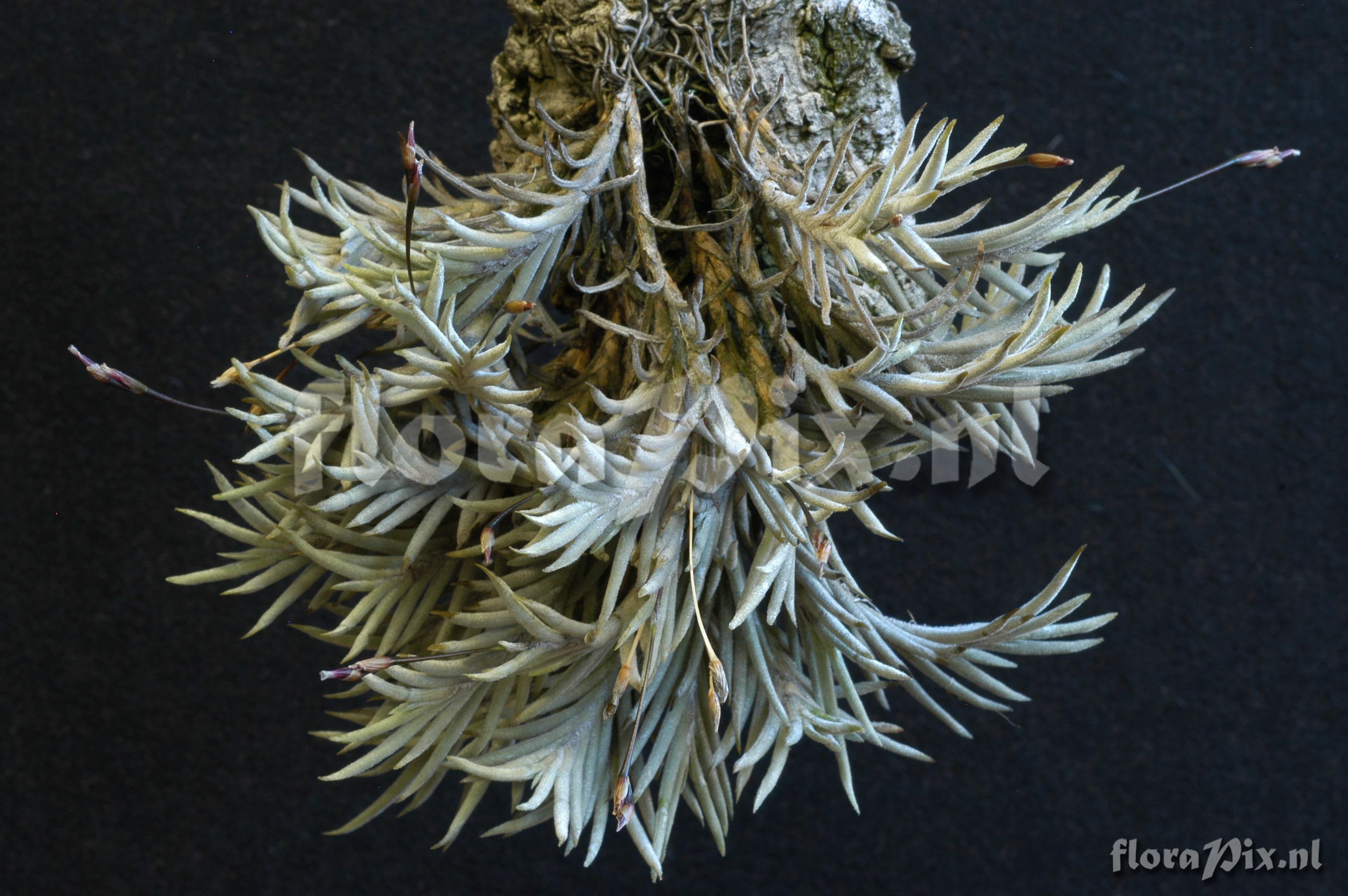 Tillandsia capillaris