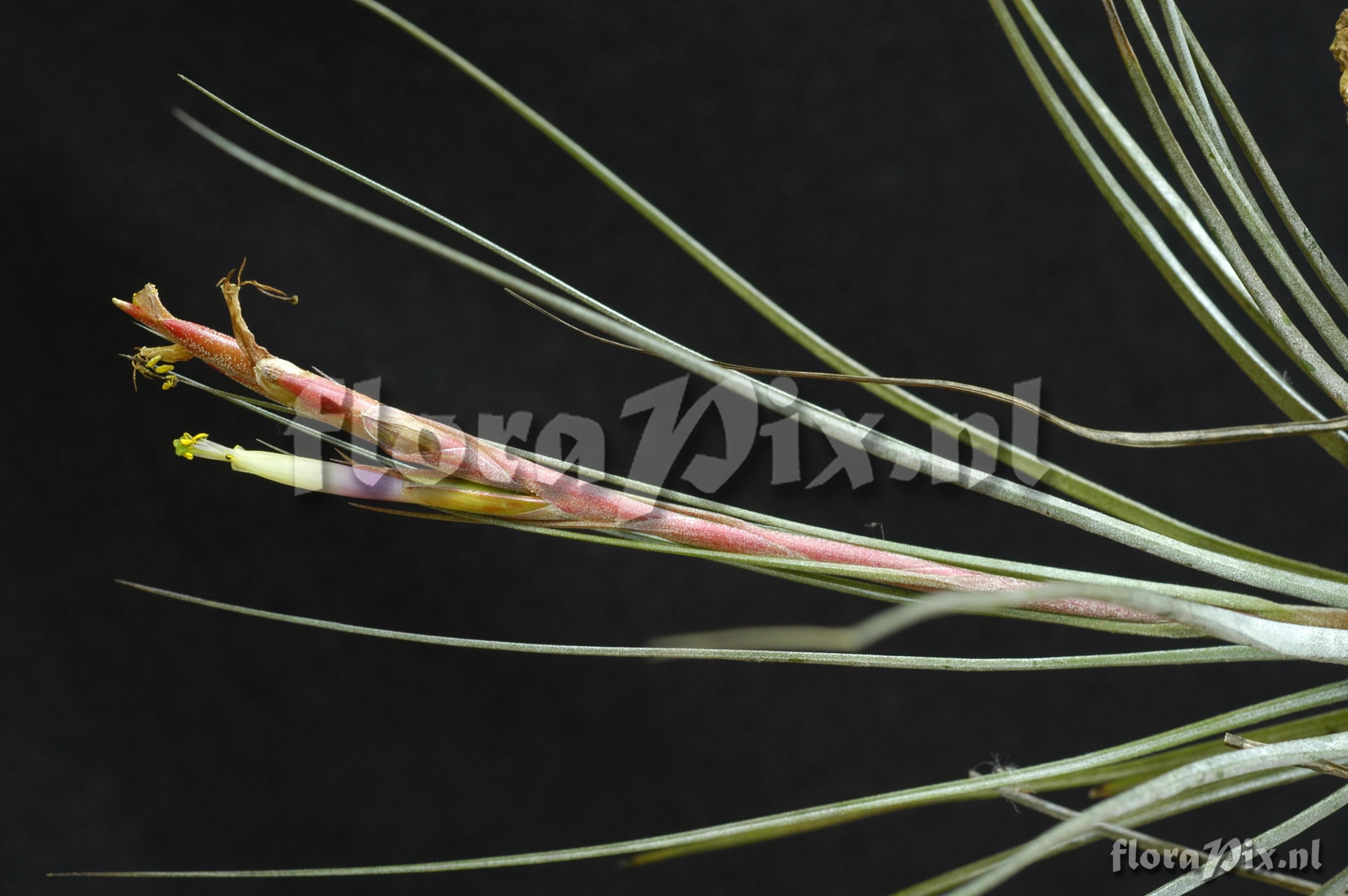 Tillandsia chapailillaensis Ehlers ined