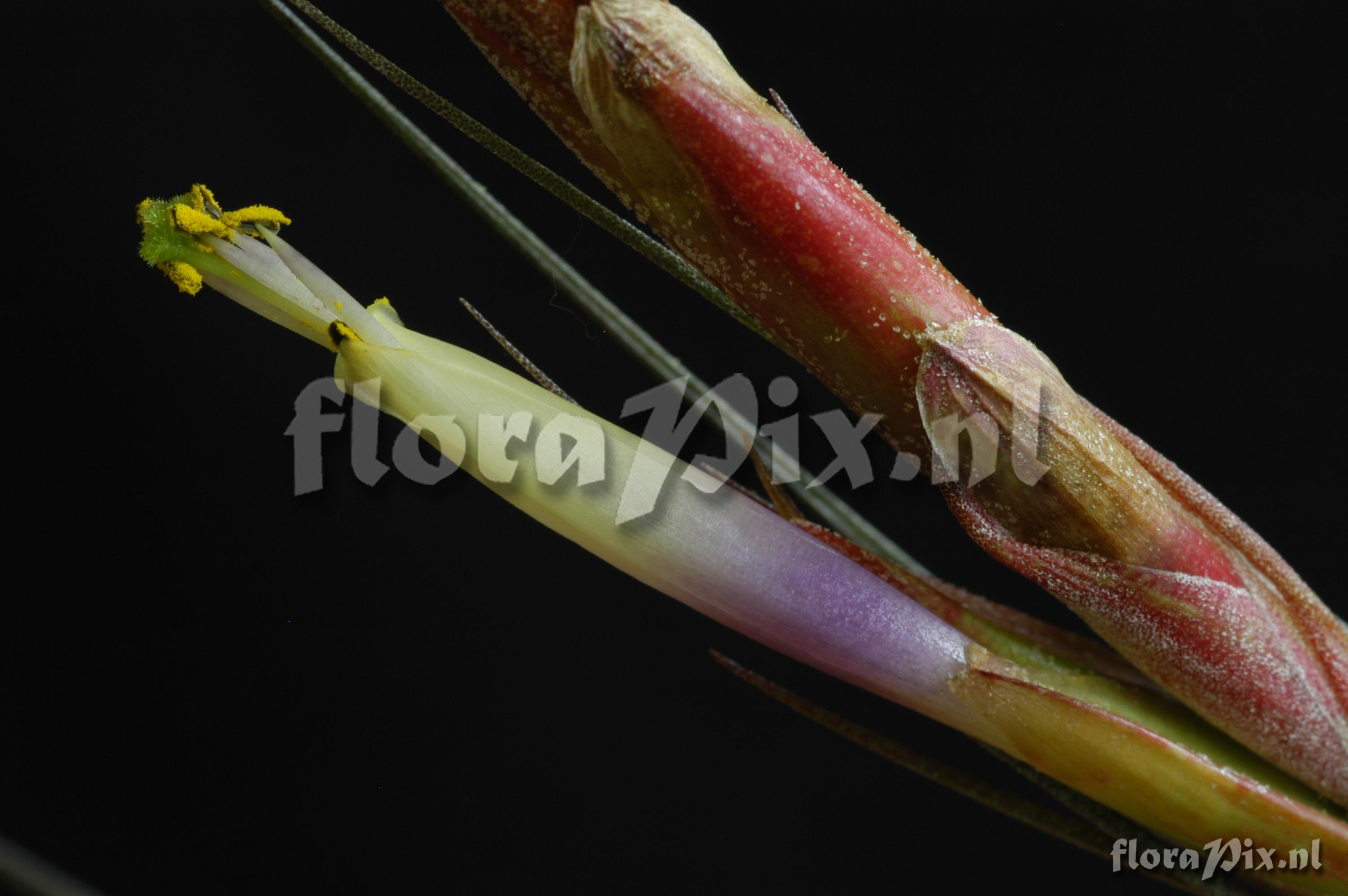 Tillandsia chapailillaensis Ehlers ined