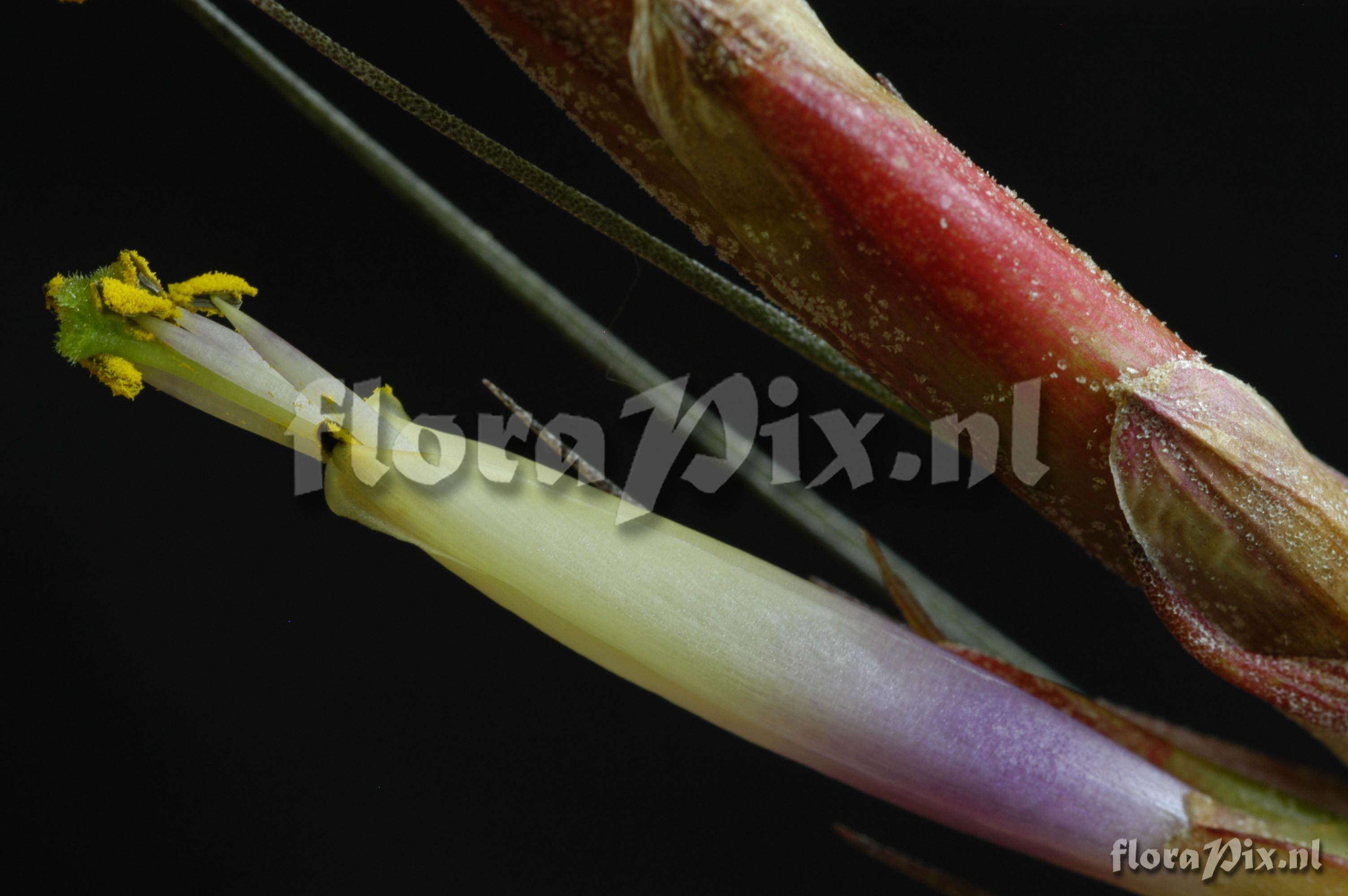 Tillandsia chapailillaensis Ehlers ined