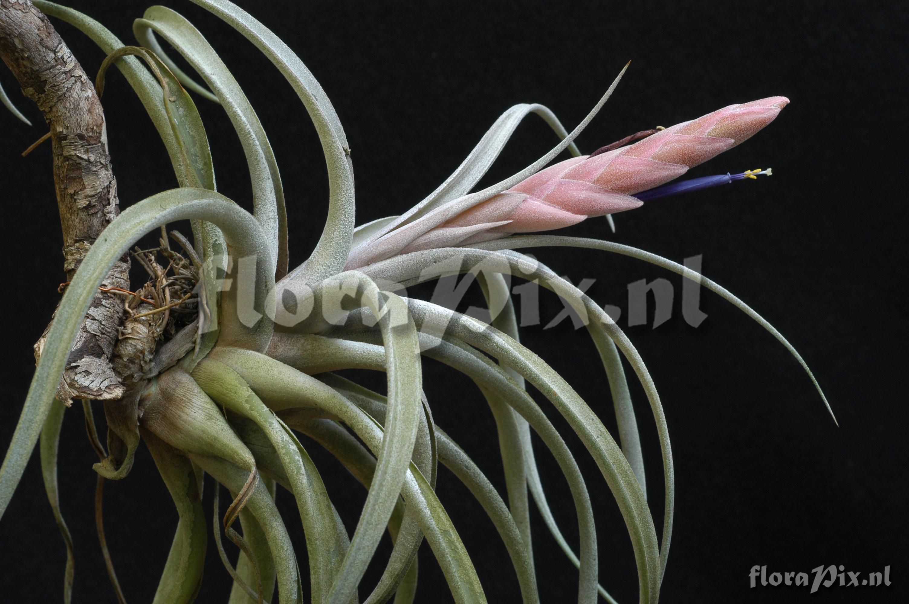 Tillandsia chiapensis