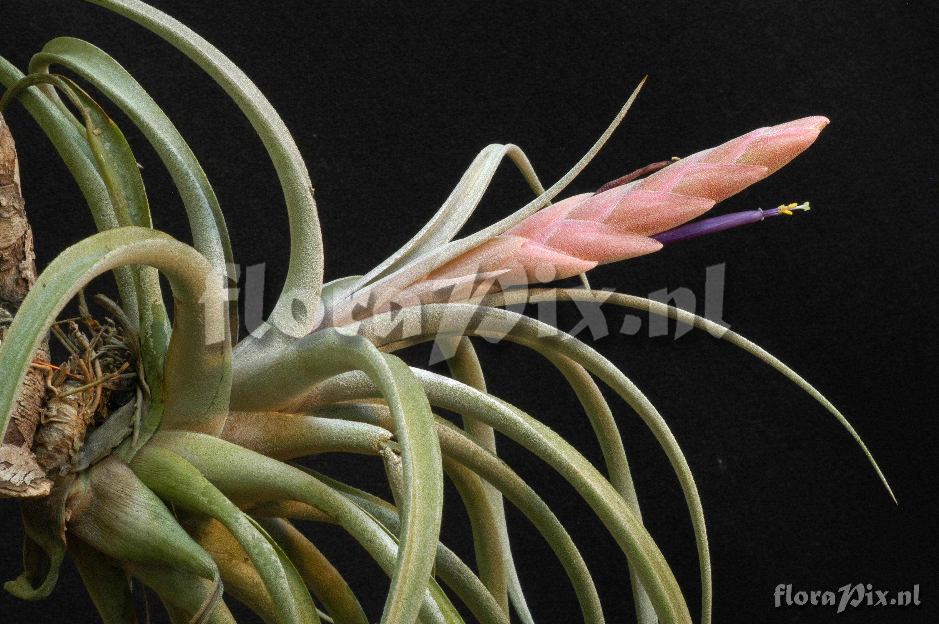 Tillandsia chiapensis EG263