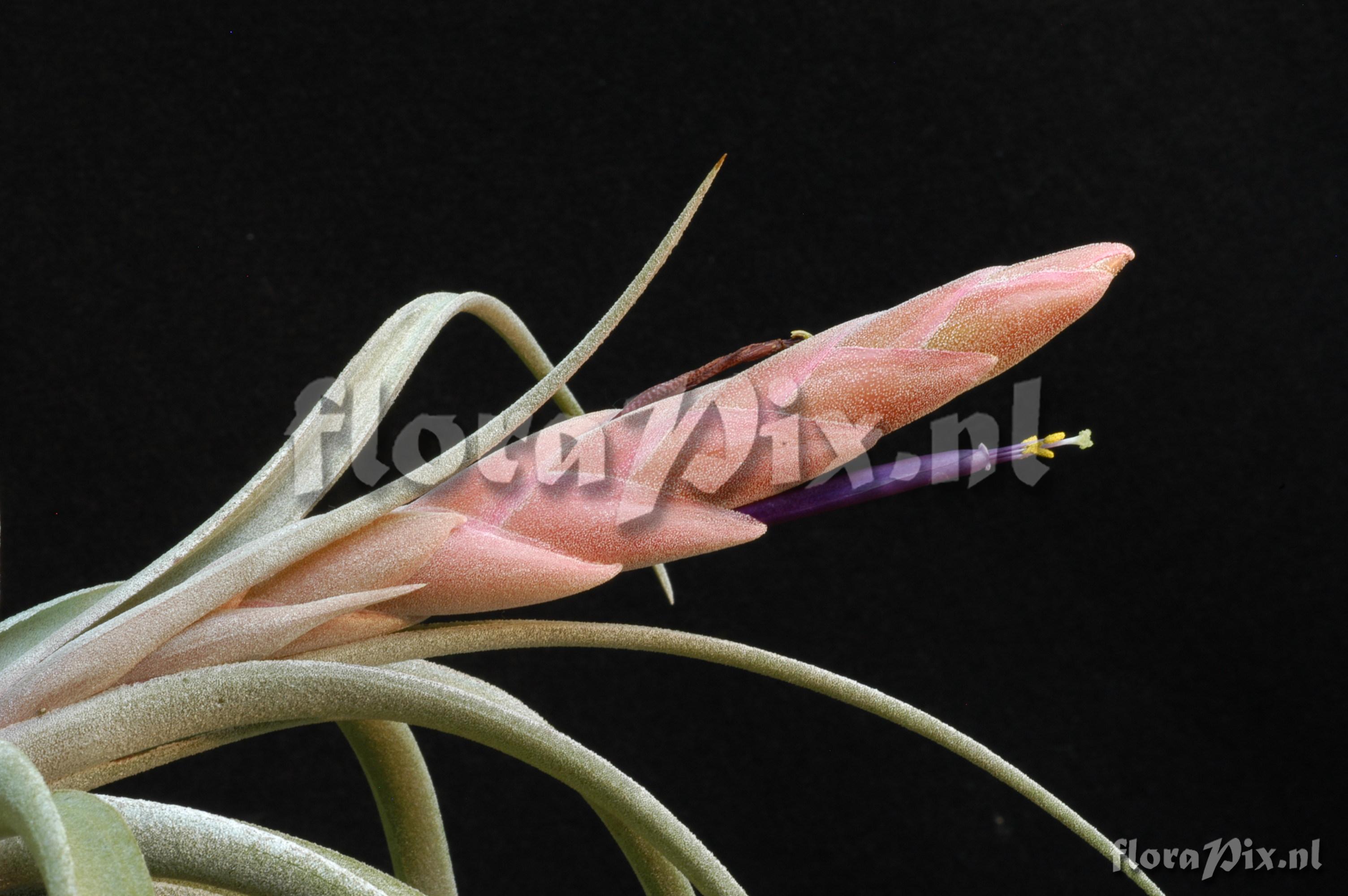 Tillandsia tenuifolia 2003GR01723