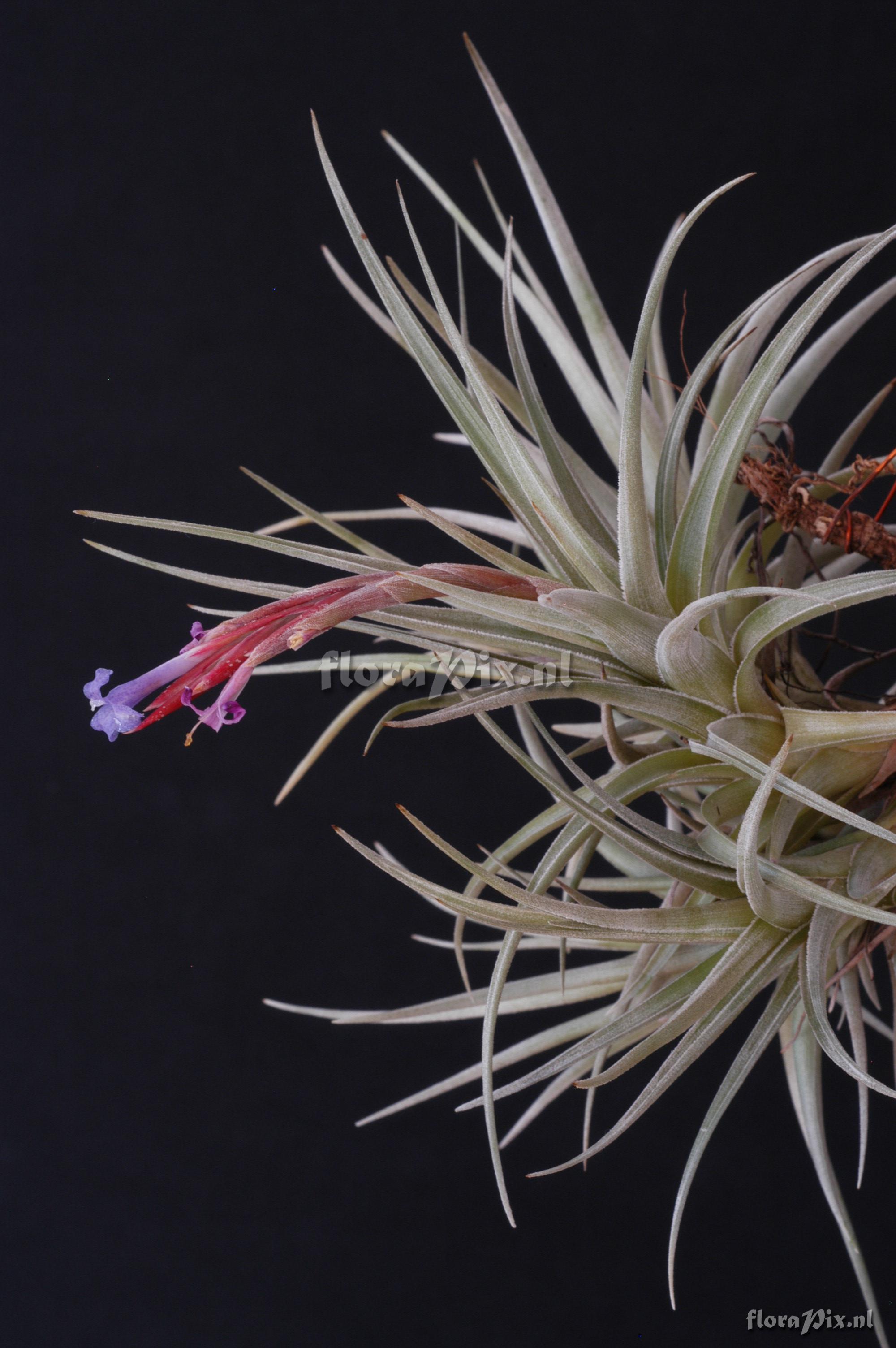 Tillandsia cochabambae