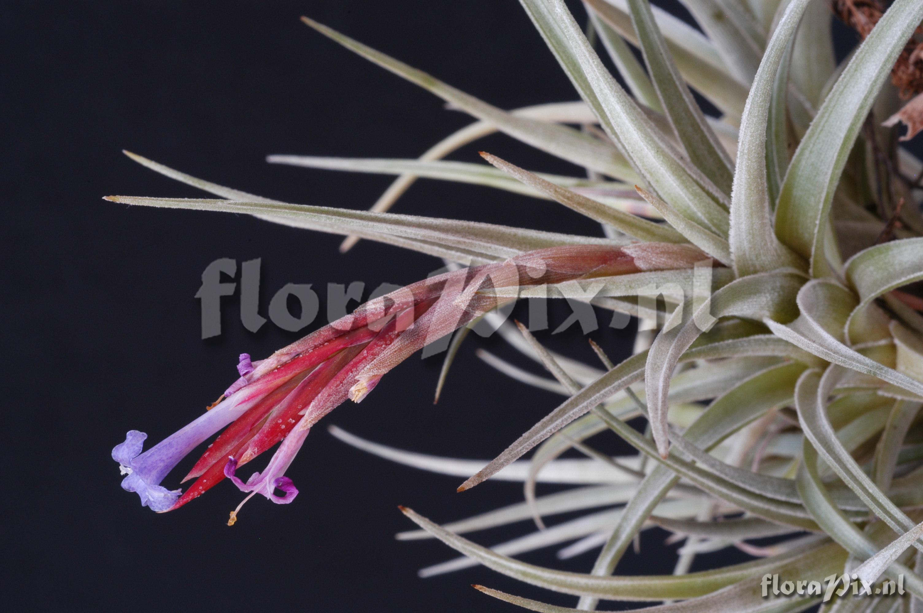 Tillandsia cochabambae