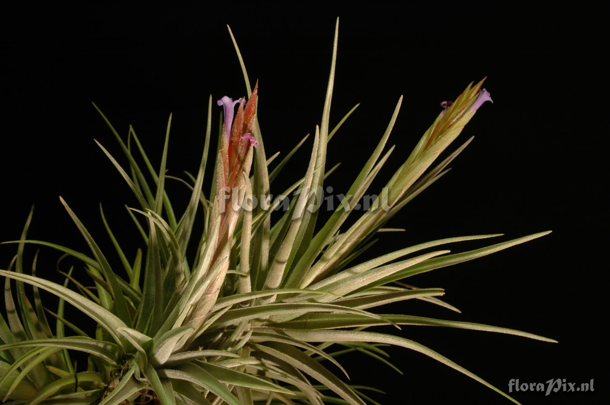 Tillandsia cochabambae