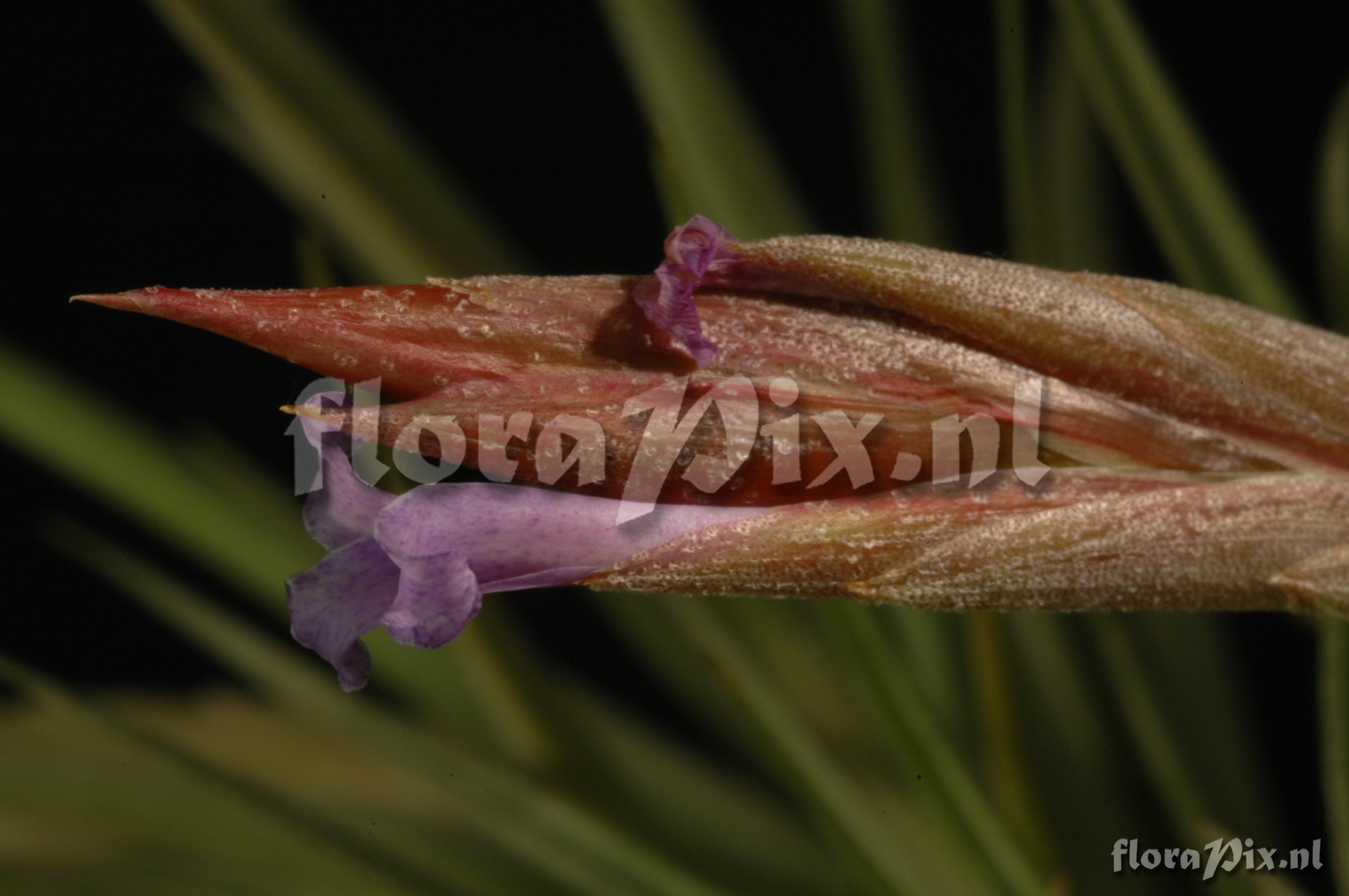 Tillandsia cochabambae