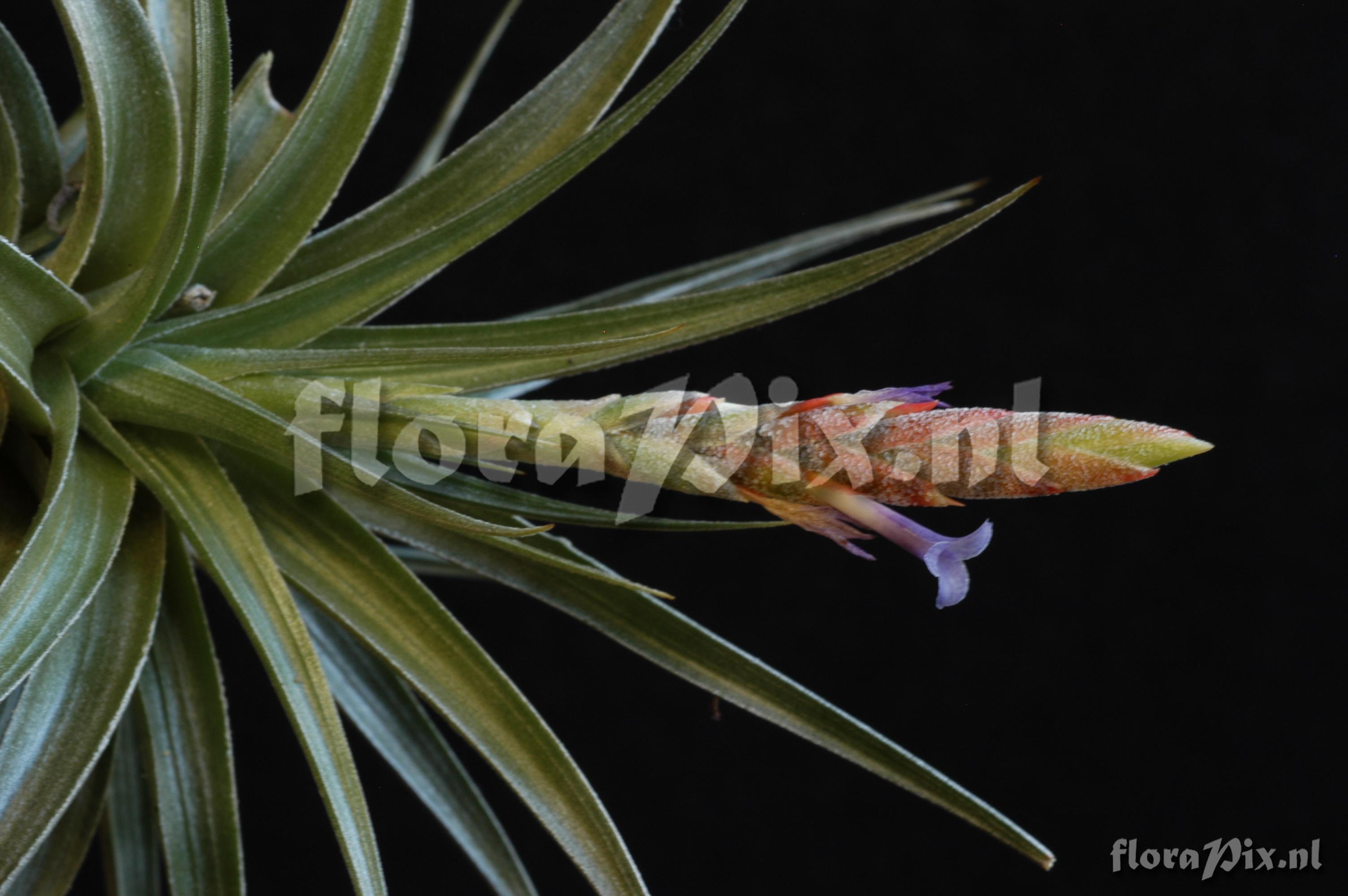 Tillandsia comarapaensis