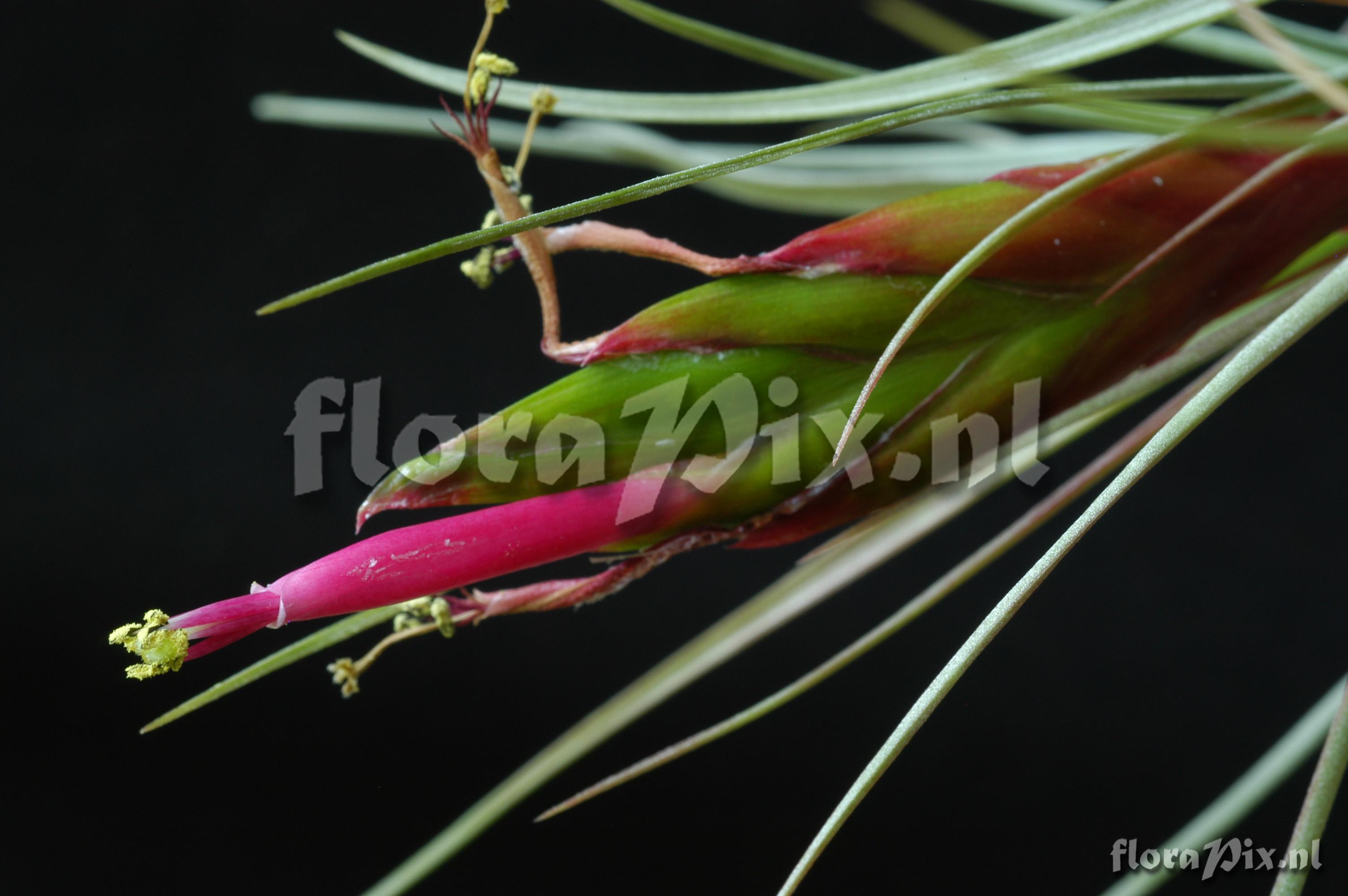 Tillandsia concolor