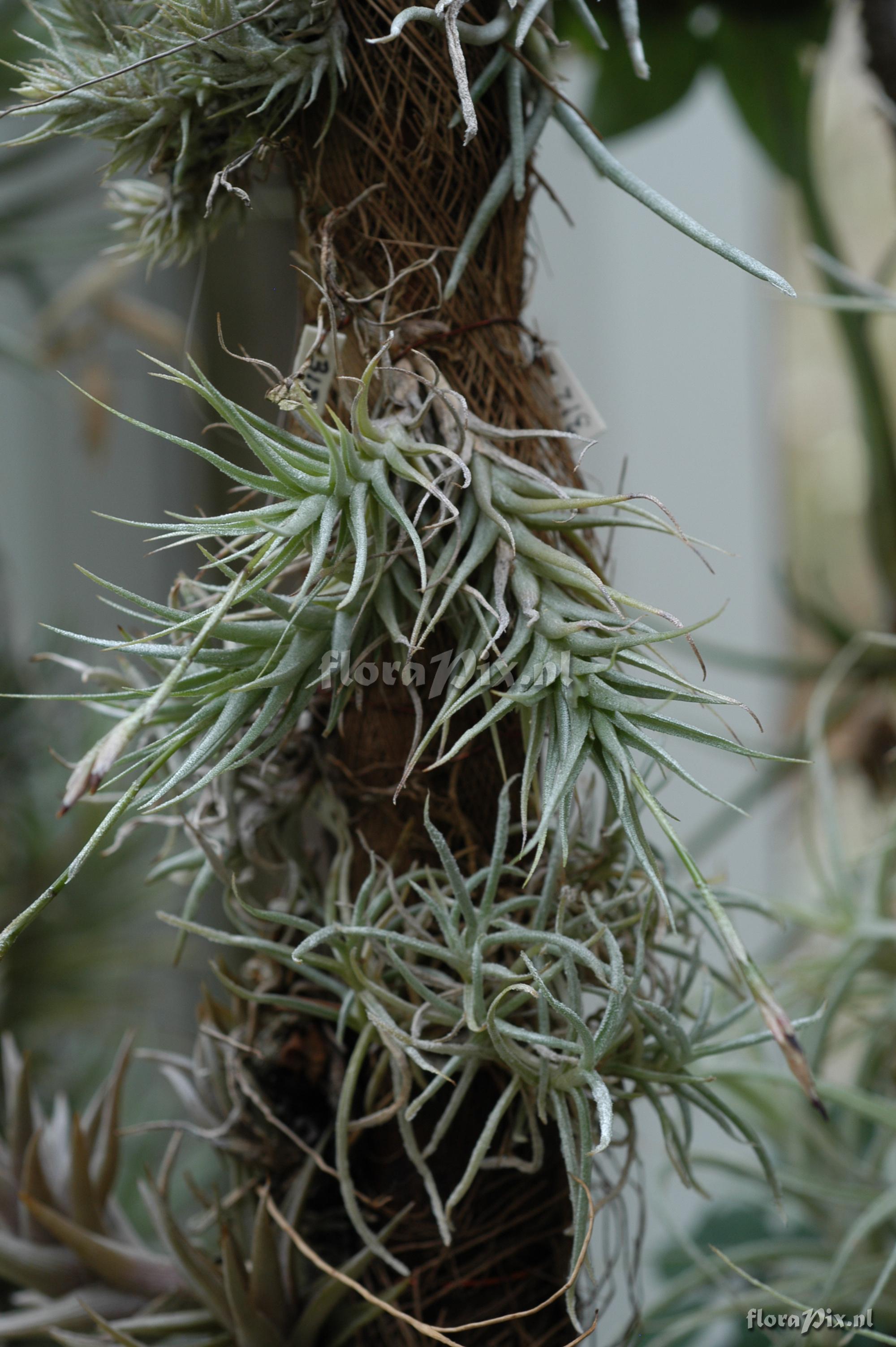 Tillandsia copynii