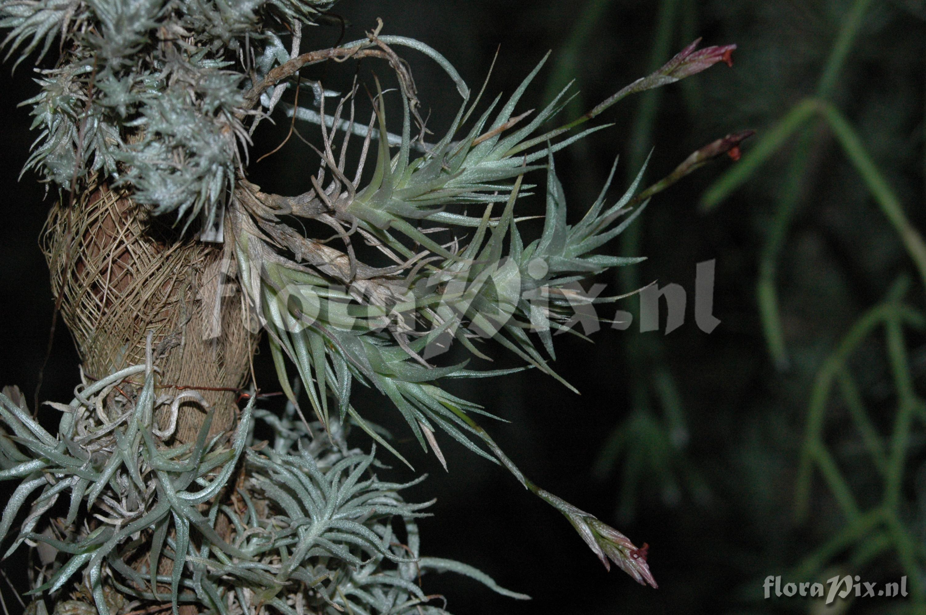 Tillandsia copynii