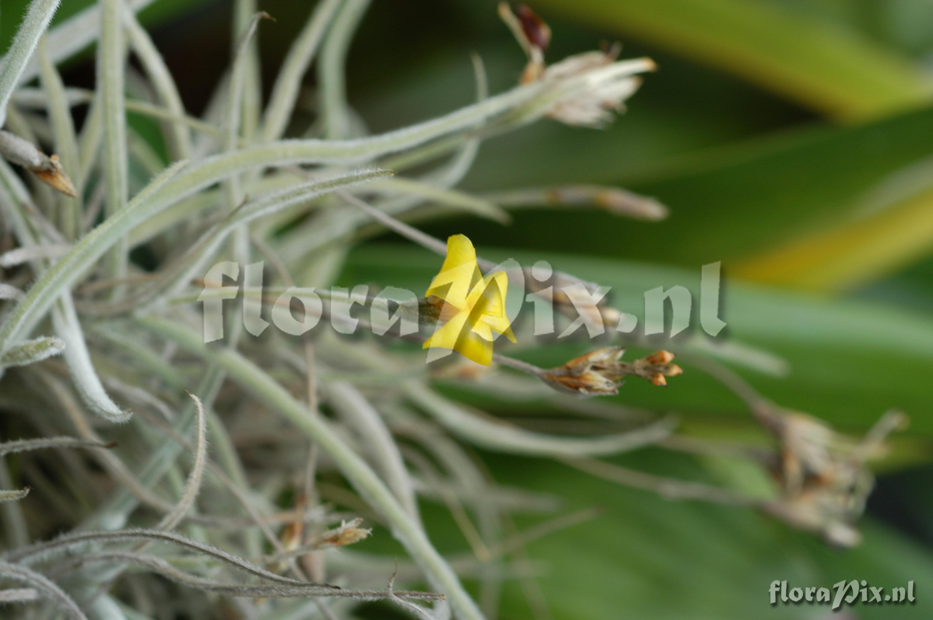 Tillandsia crocata