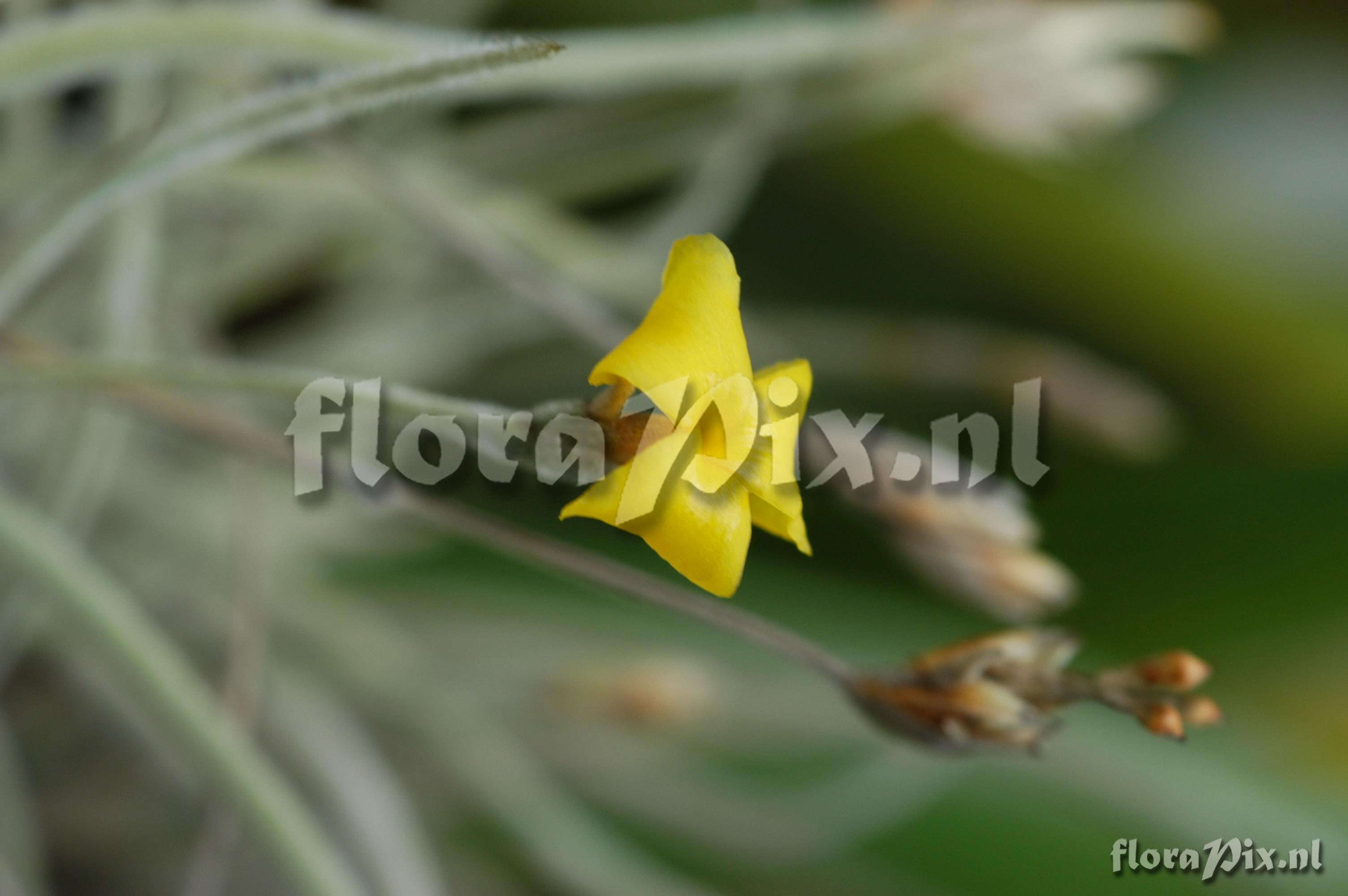 Tillandsia crocata