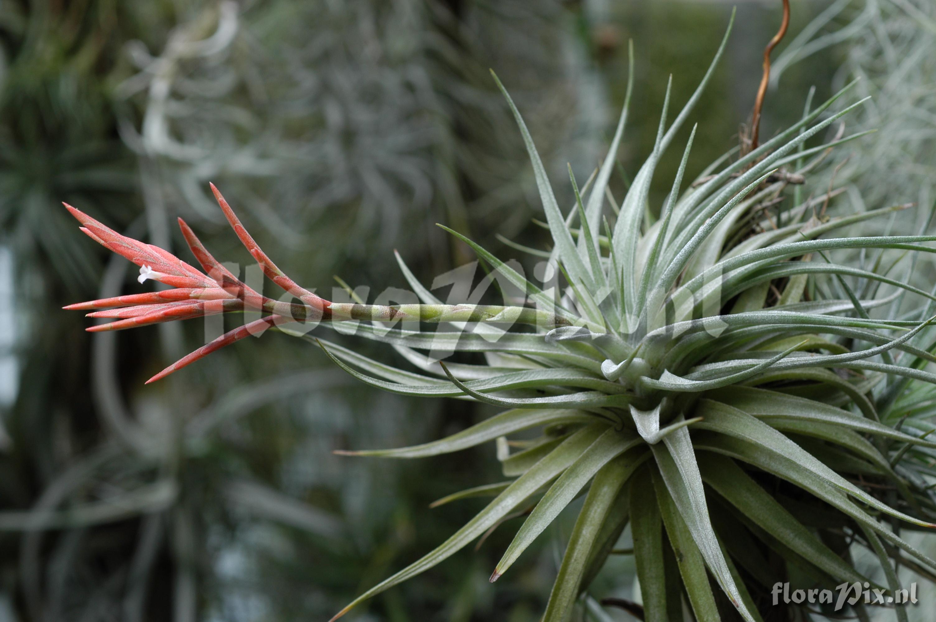 Tillandsia didisticha