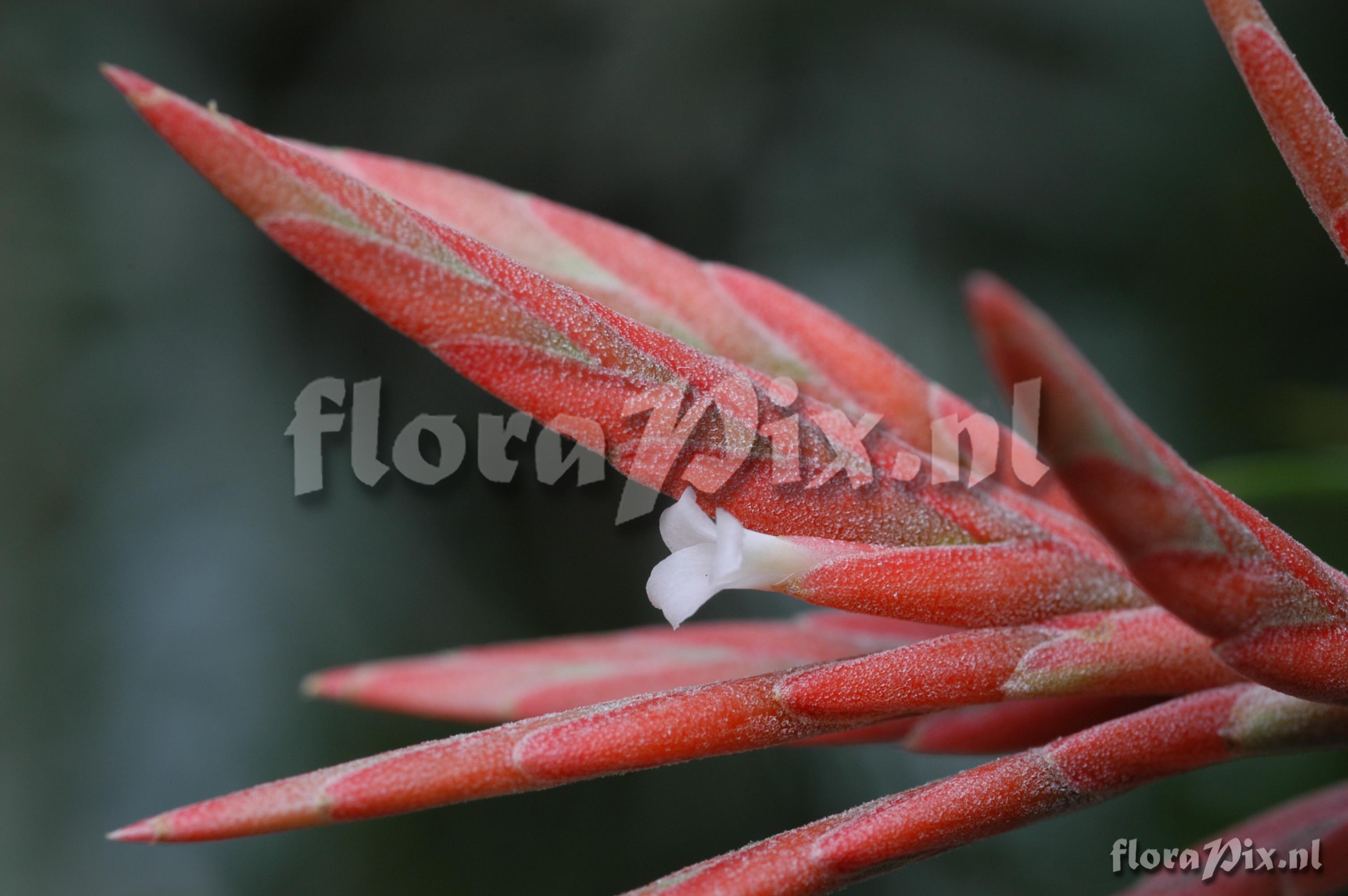 Tillandsia didisticha