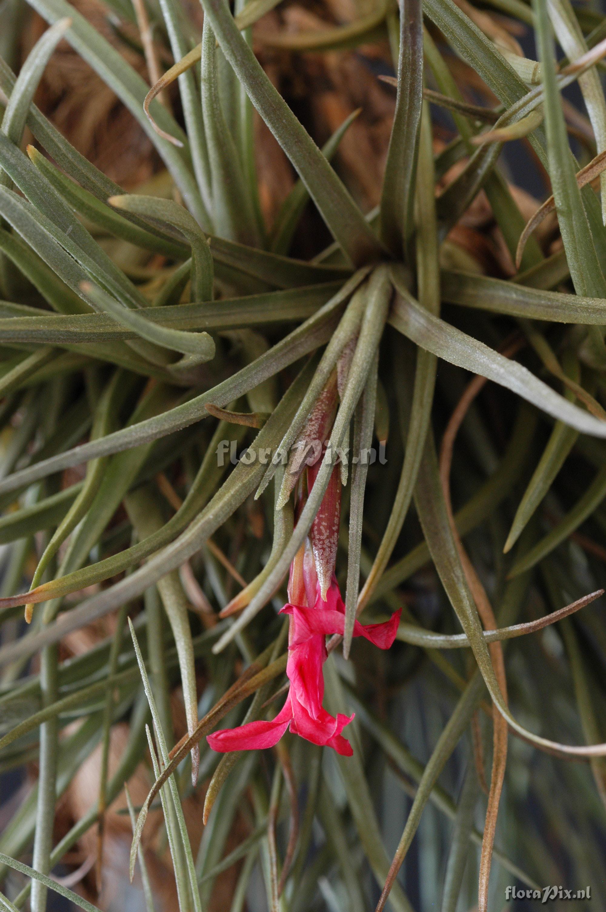 Tillandsia dorothea