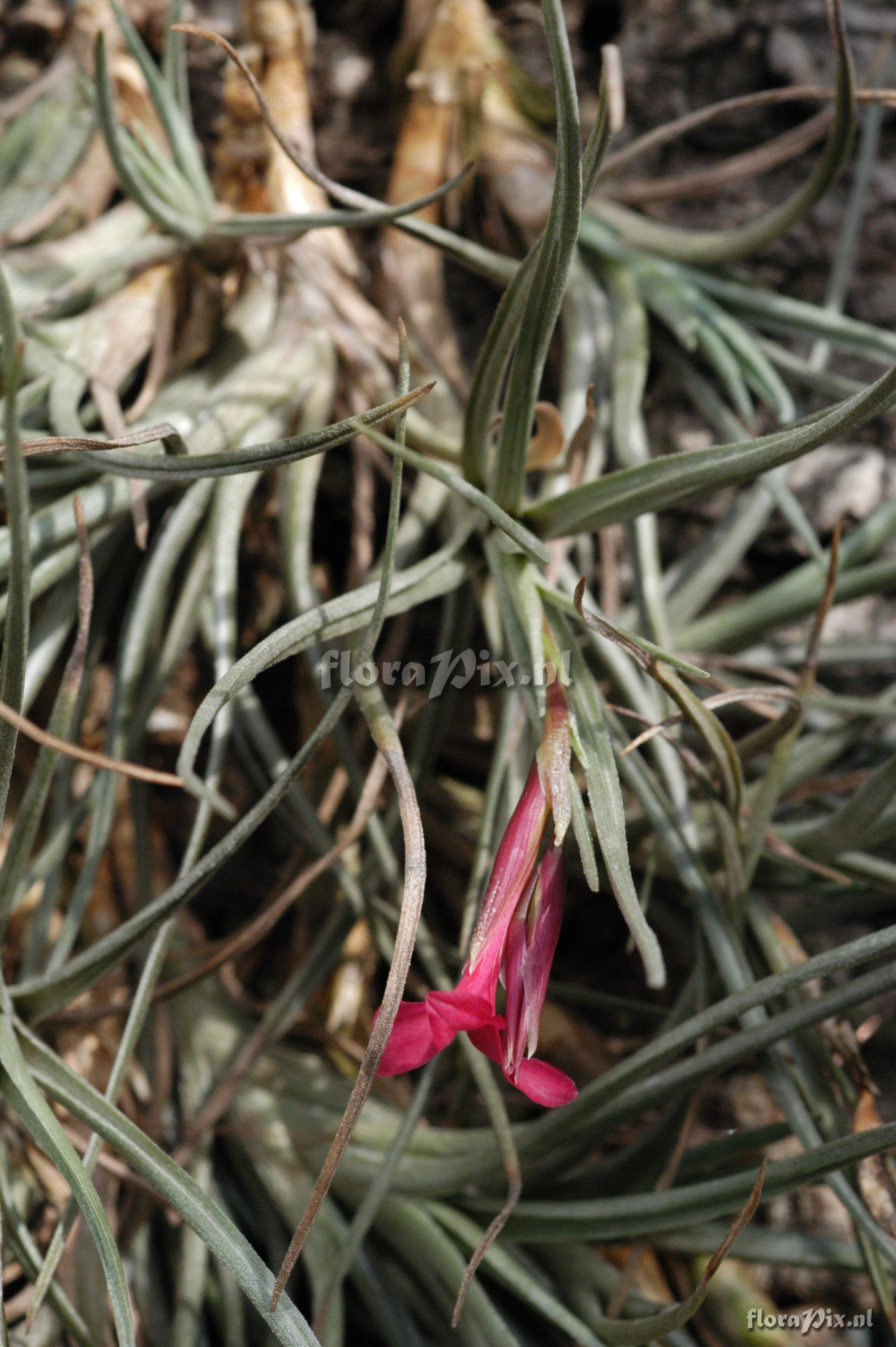 Tillandsia dorotheae