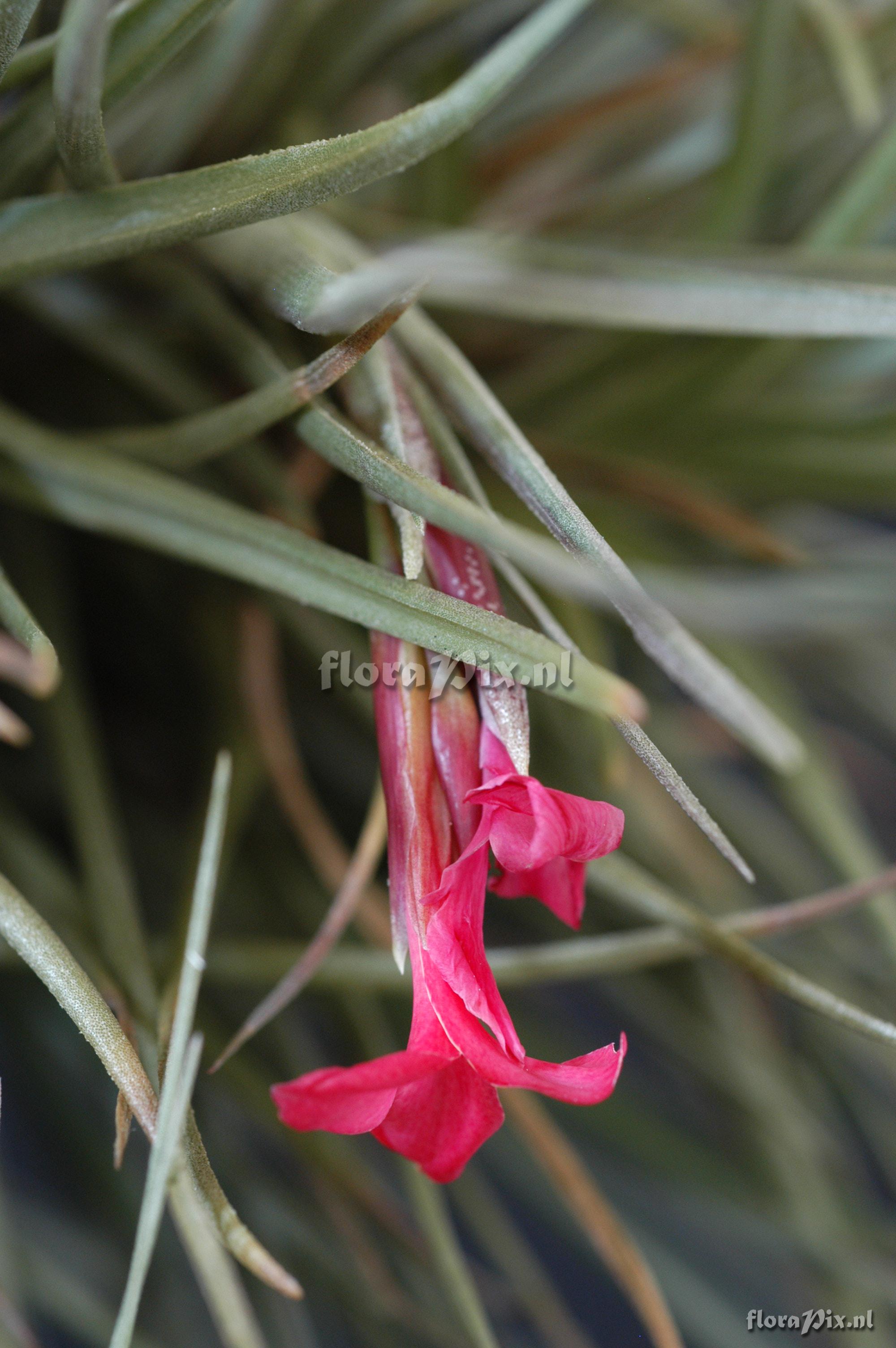 Tillandsia dorotheae