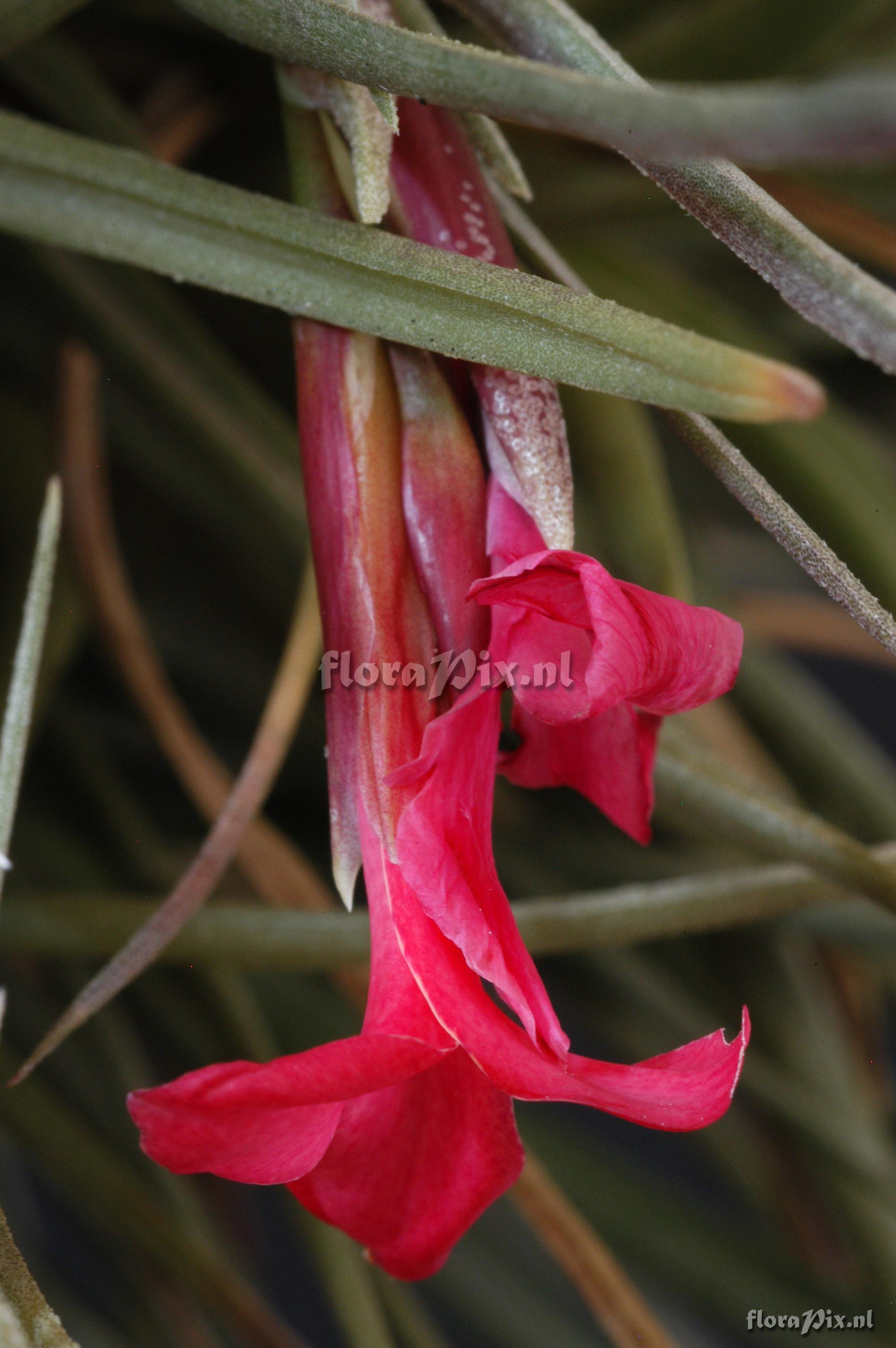 Tillandsia dorotheae